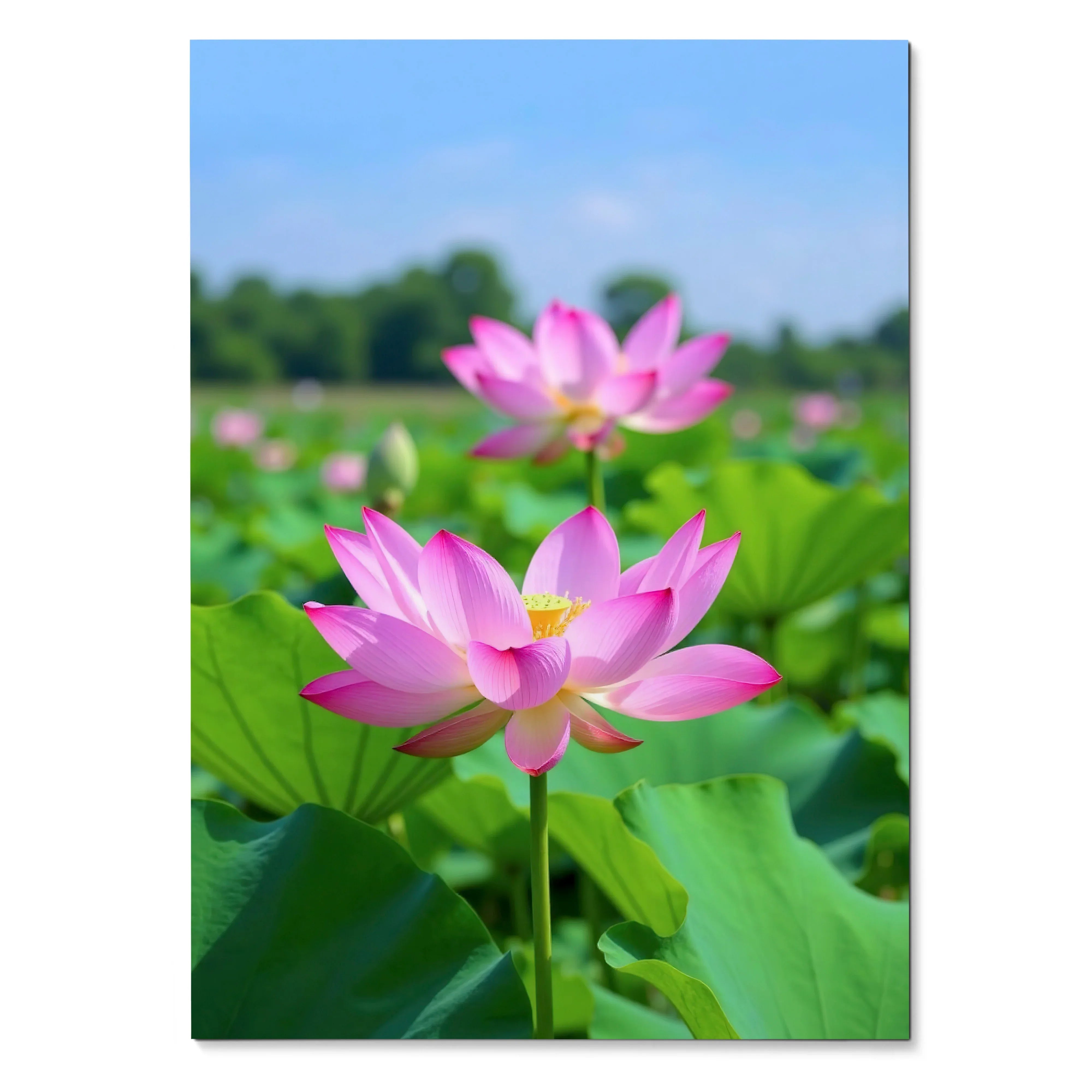Vibrant pink lotus flowers with green leaves under bright blue sky floral nature poster wall art.