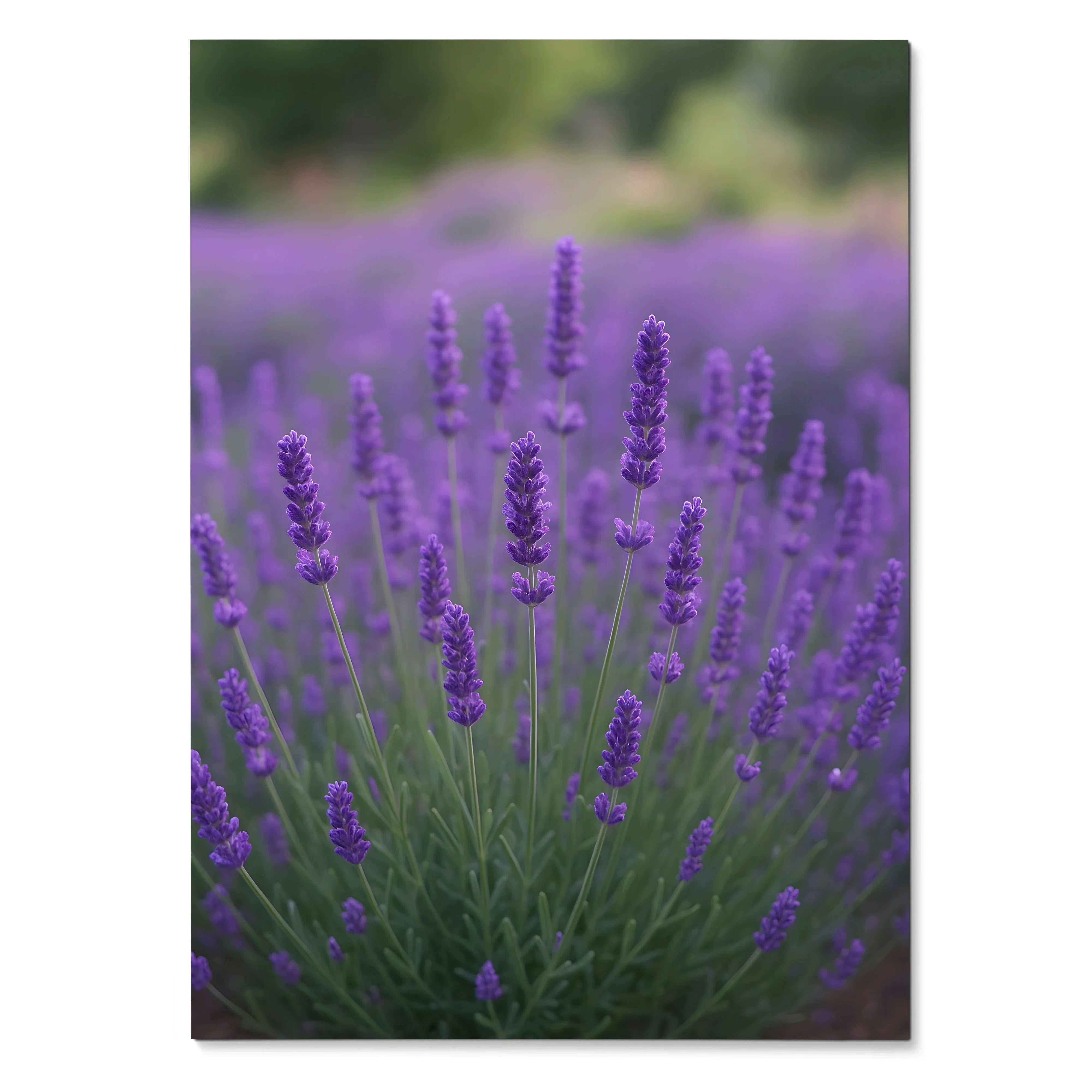 Vertical poster of vibrant purple lavender flowers in soft-focus nature scene wall art.