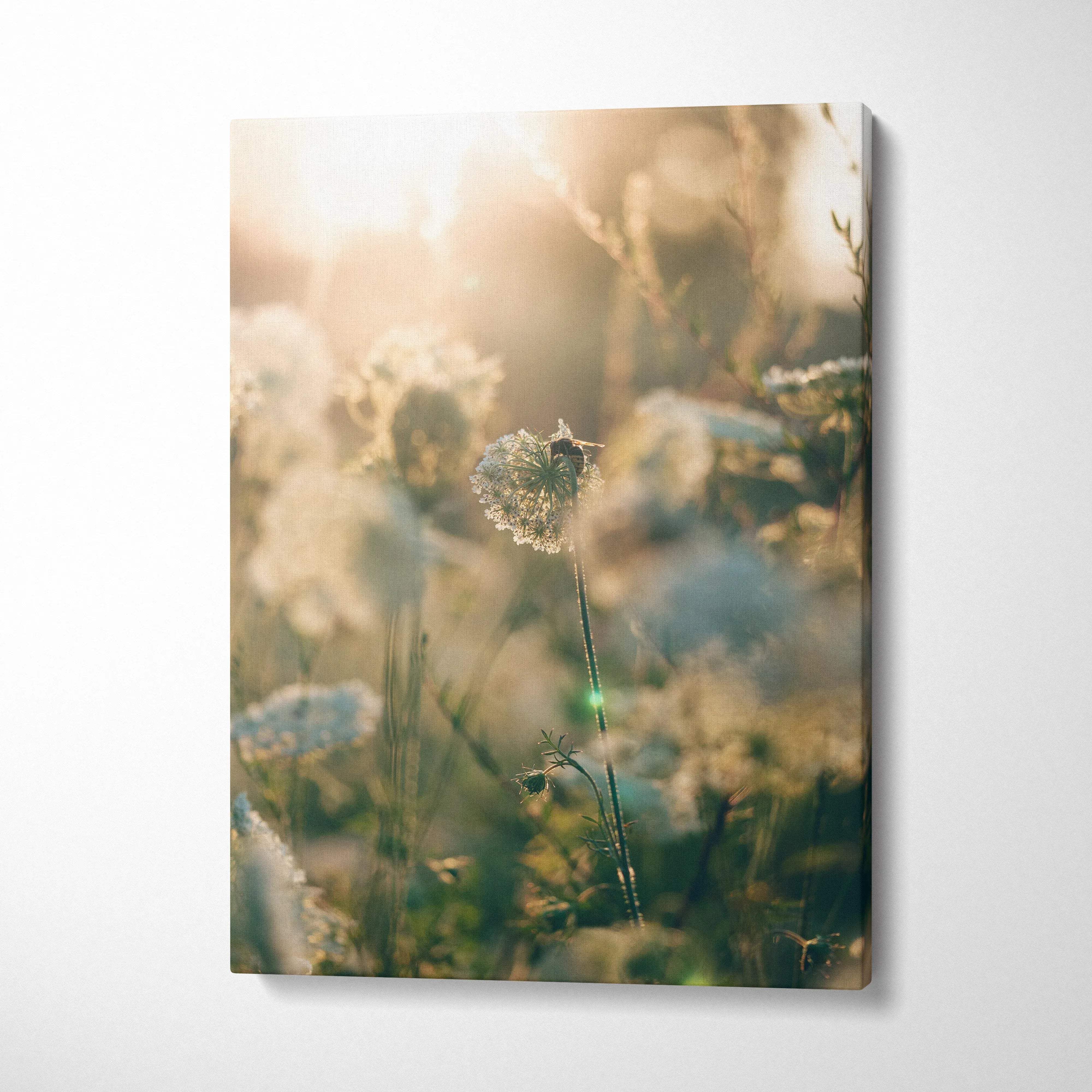Canvas print of sunlit dandelion seed head in dreamy meadow with golden hour glow