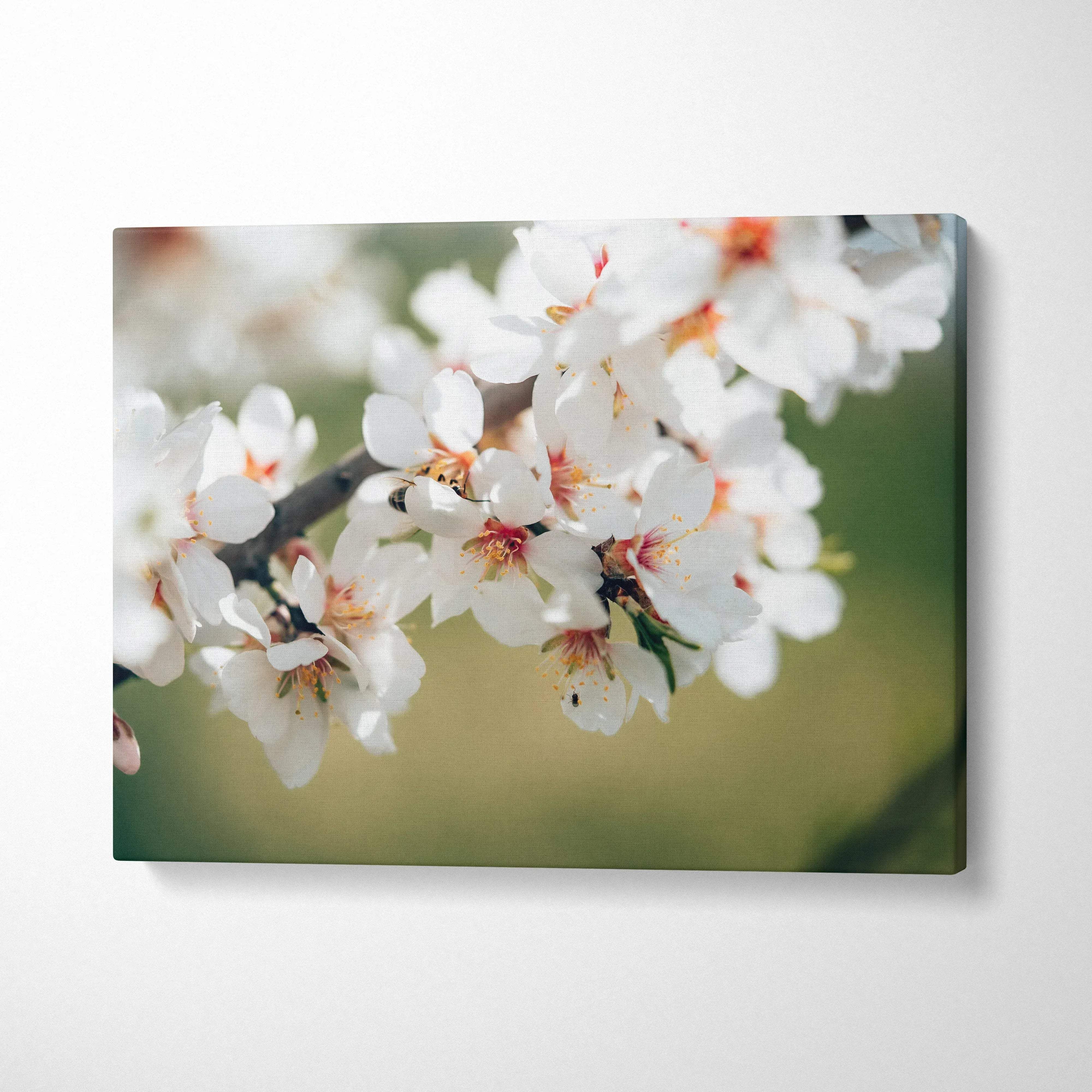 Soft focus almond blossom canvas wall art with white petals on green background