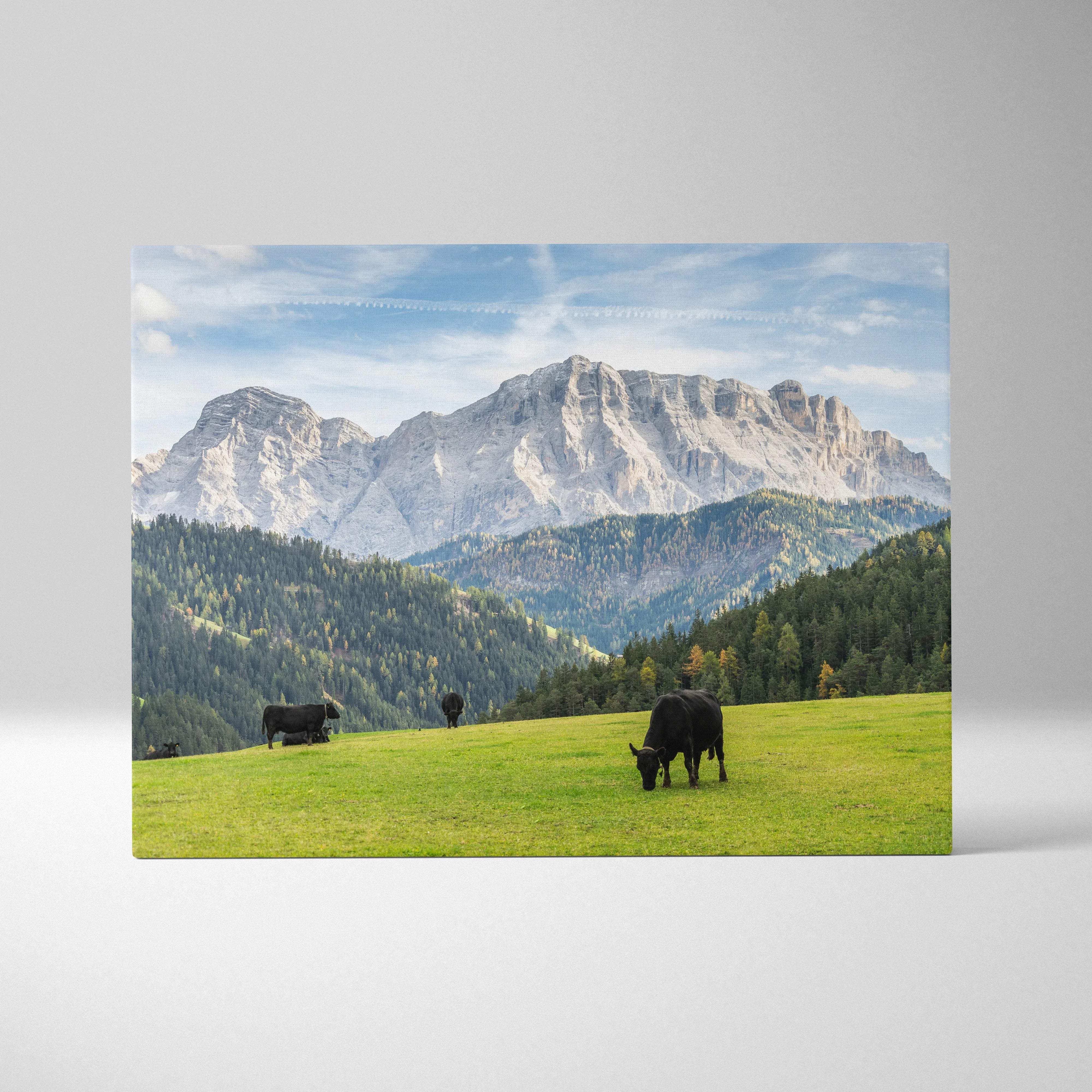 Canvas print of cows grazing in Dolomites mountain landscape meadow