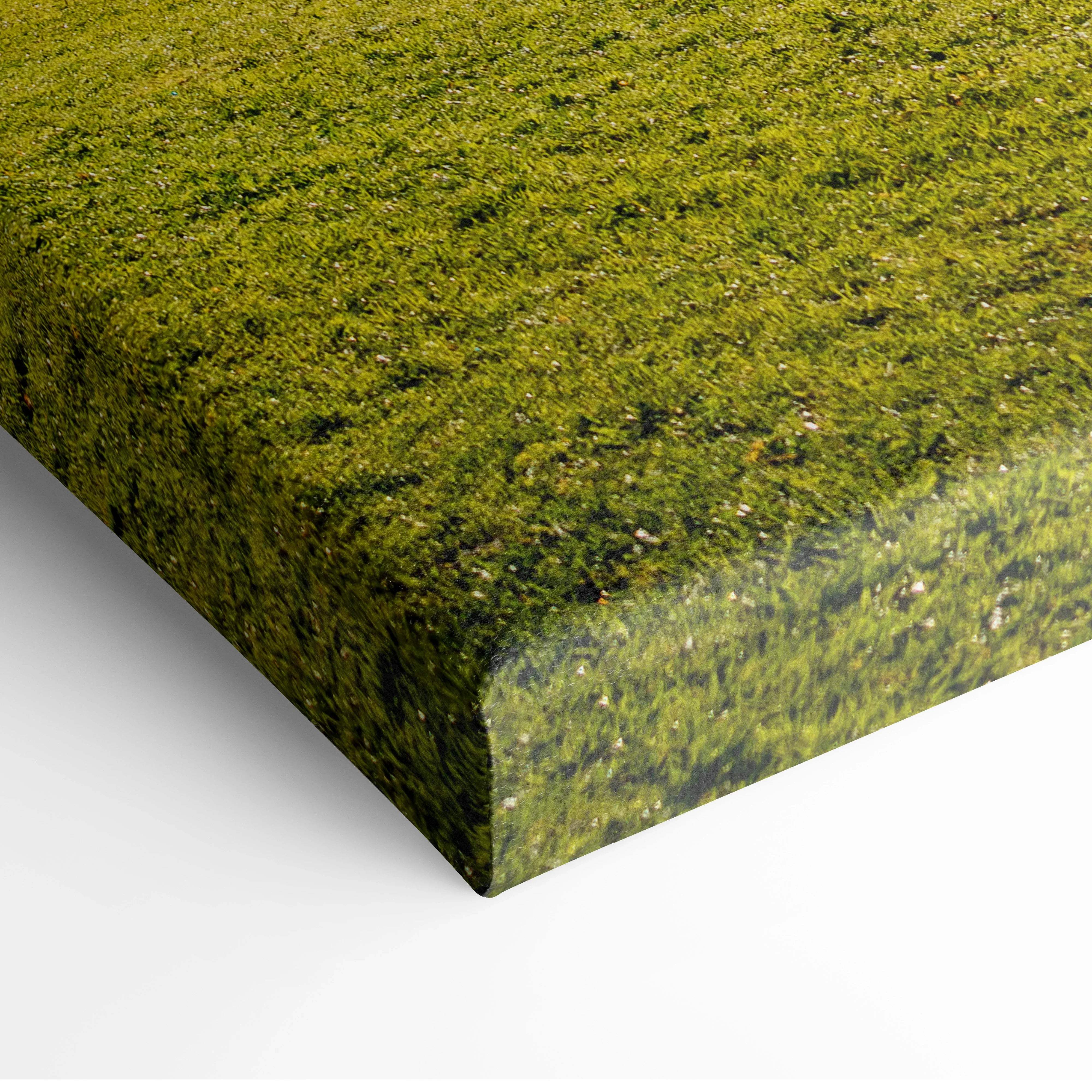 Canvas print of vibrant green moss in Val di Funes Dolomites serene alpine scene
