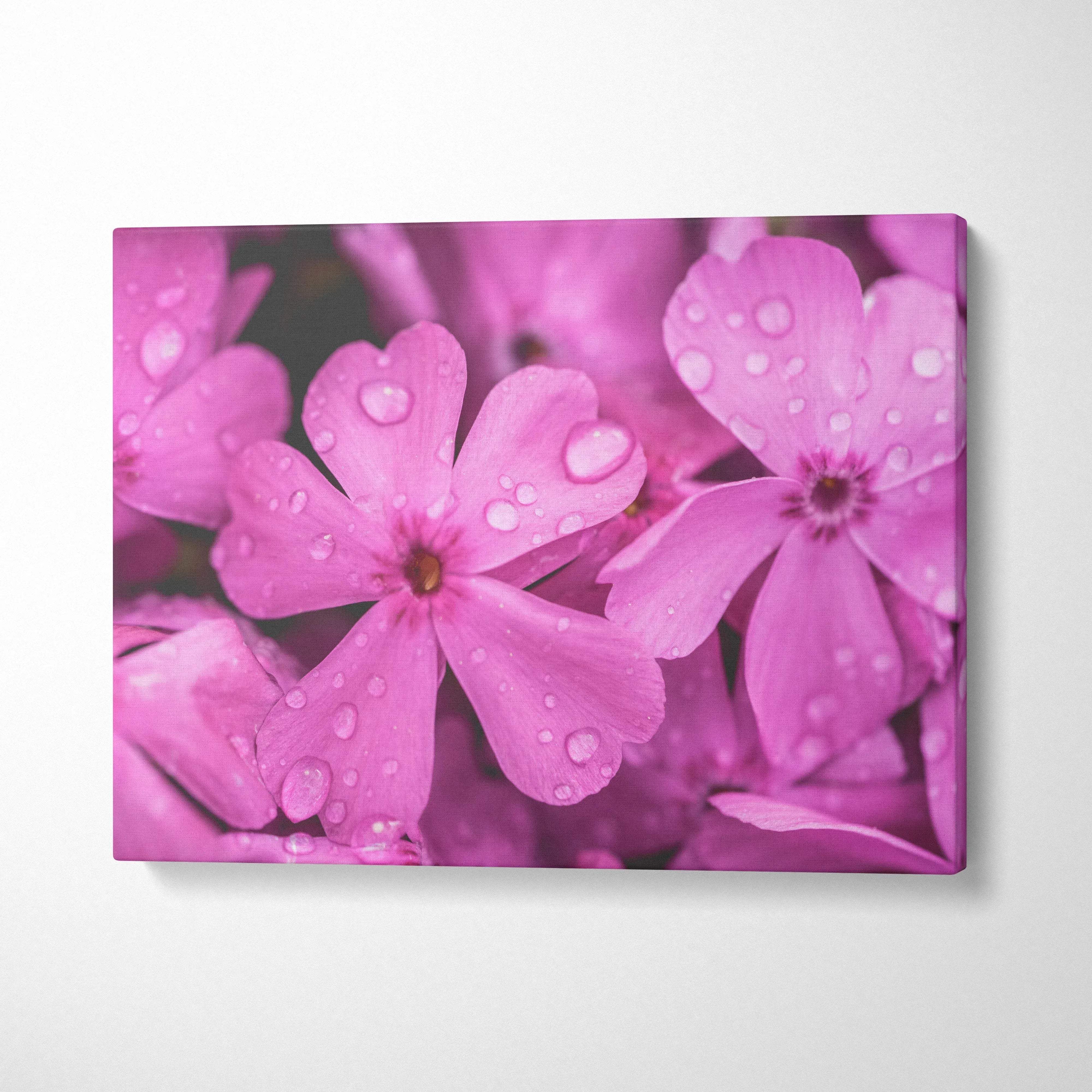 Pink cherry blossom close-up with water droplets on canvas wall art decor.