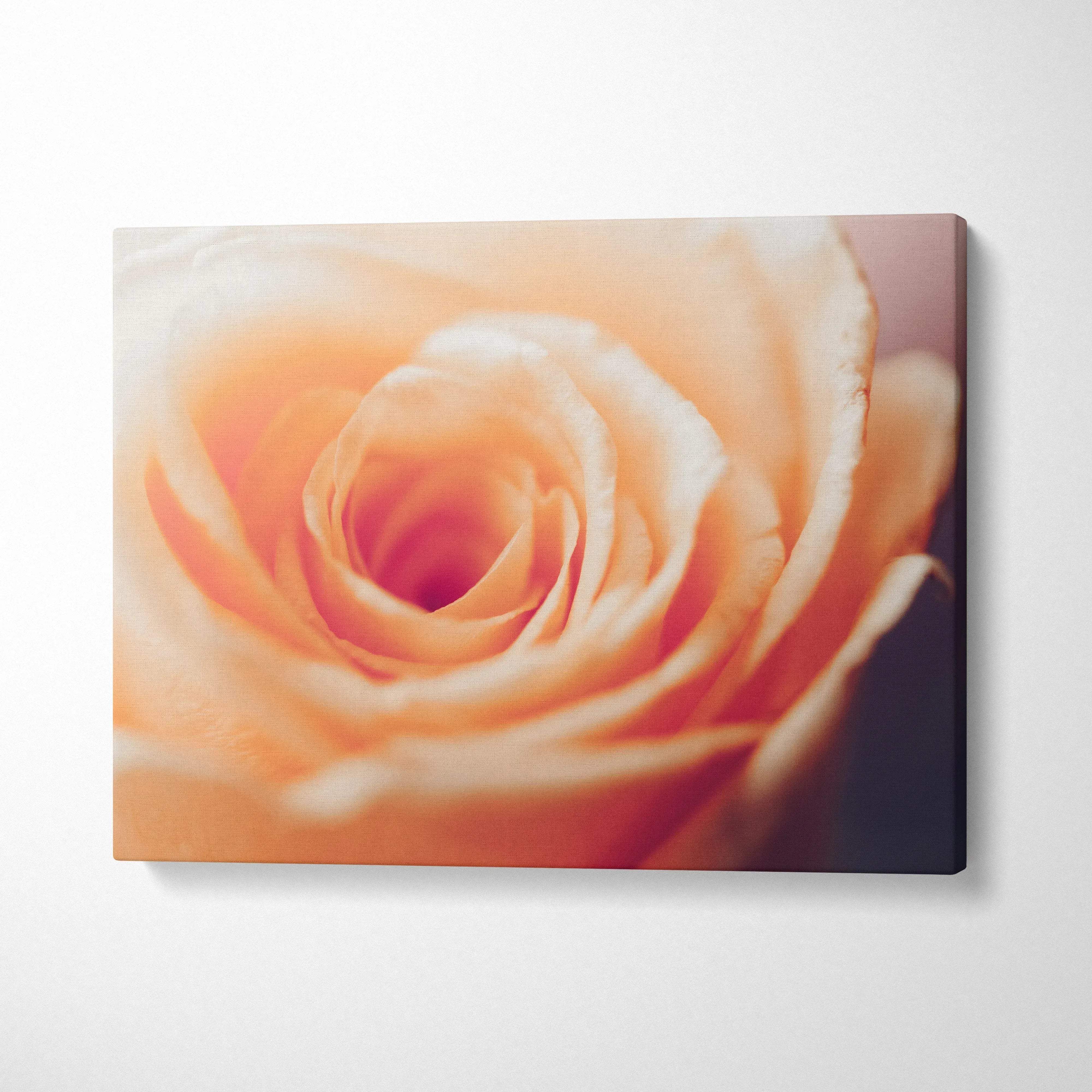 Elegant close-up orange rose canvas wall art with soft gradient background for modern decor.