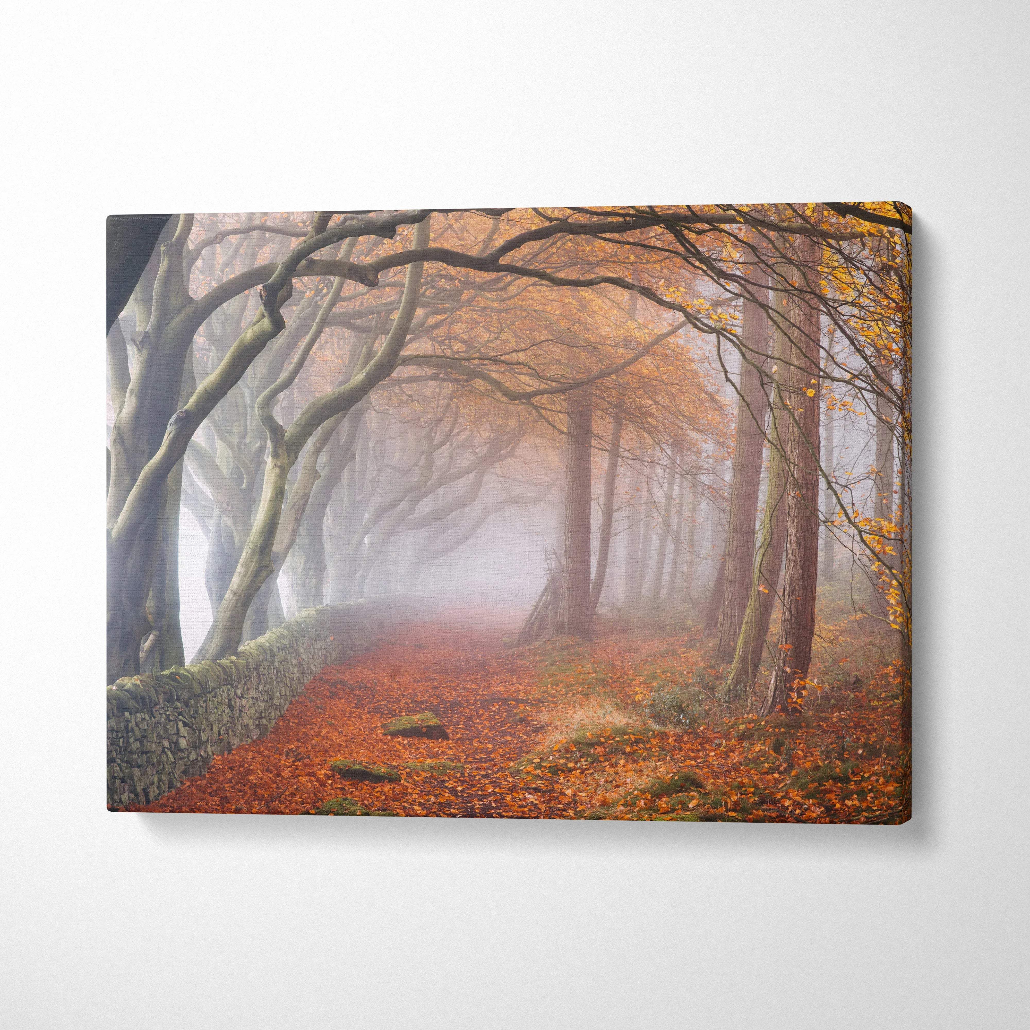 Misty autumn forest path canvas print with arching trees and stone wall