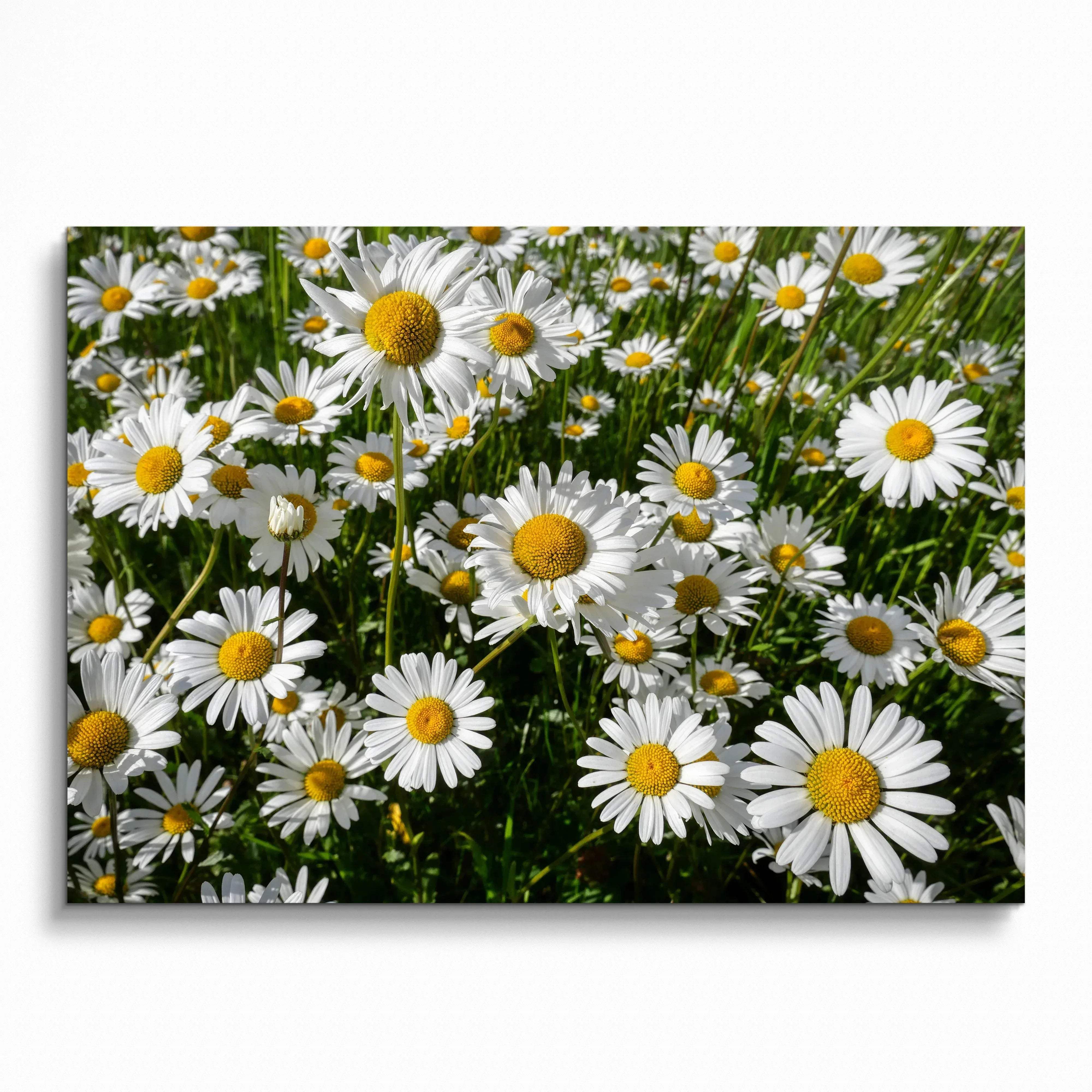Vibrant floral poster featuring white daisies with yellow centers, bright nature wall art.