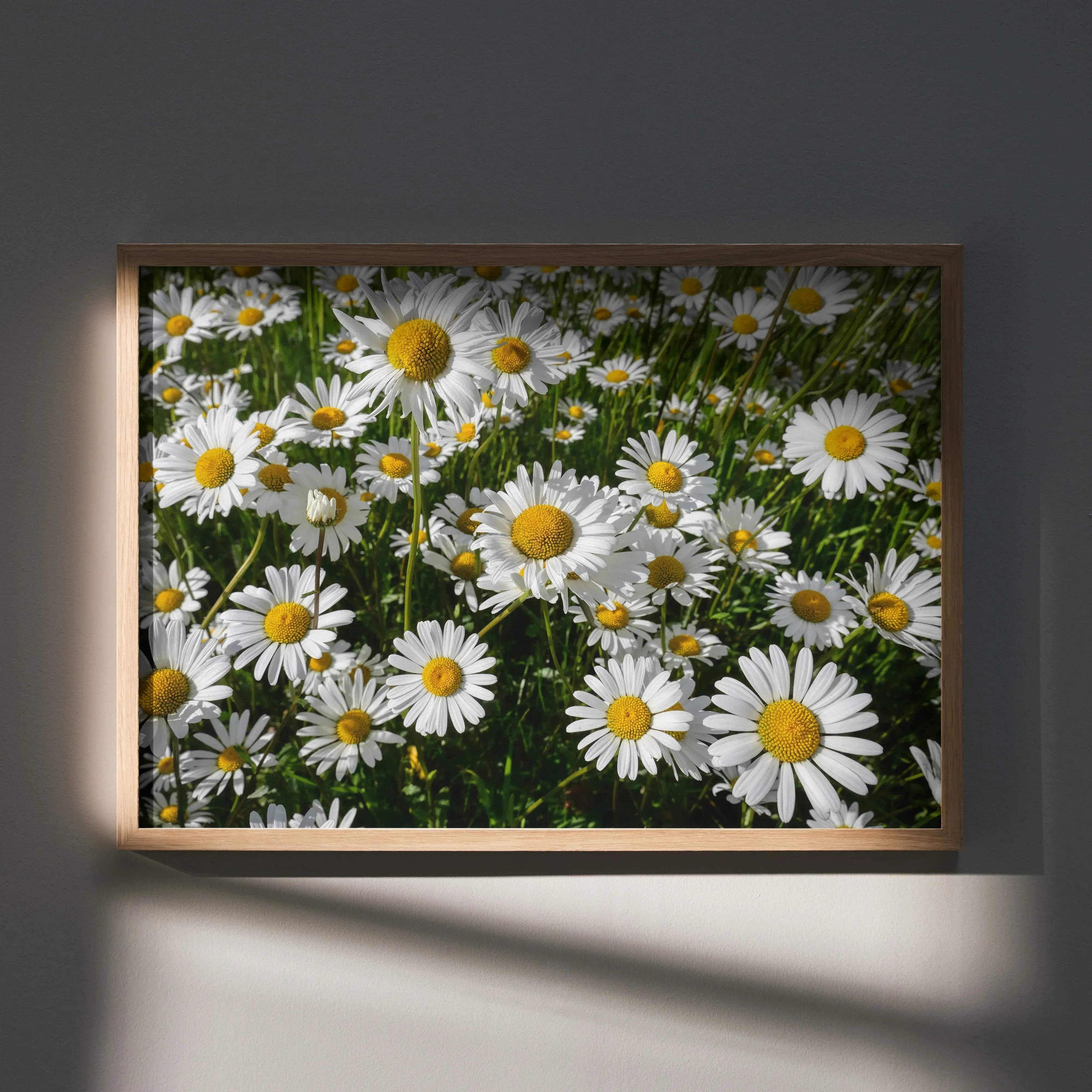 A framed vibrant floral art print poster featuring white daisies with yellow centers in a light wood frame