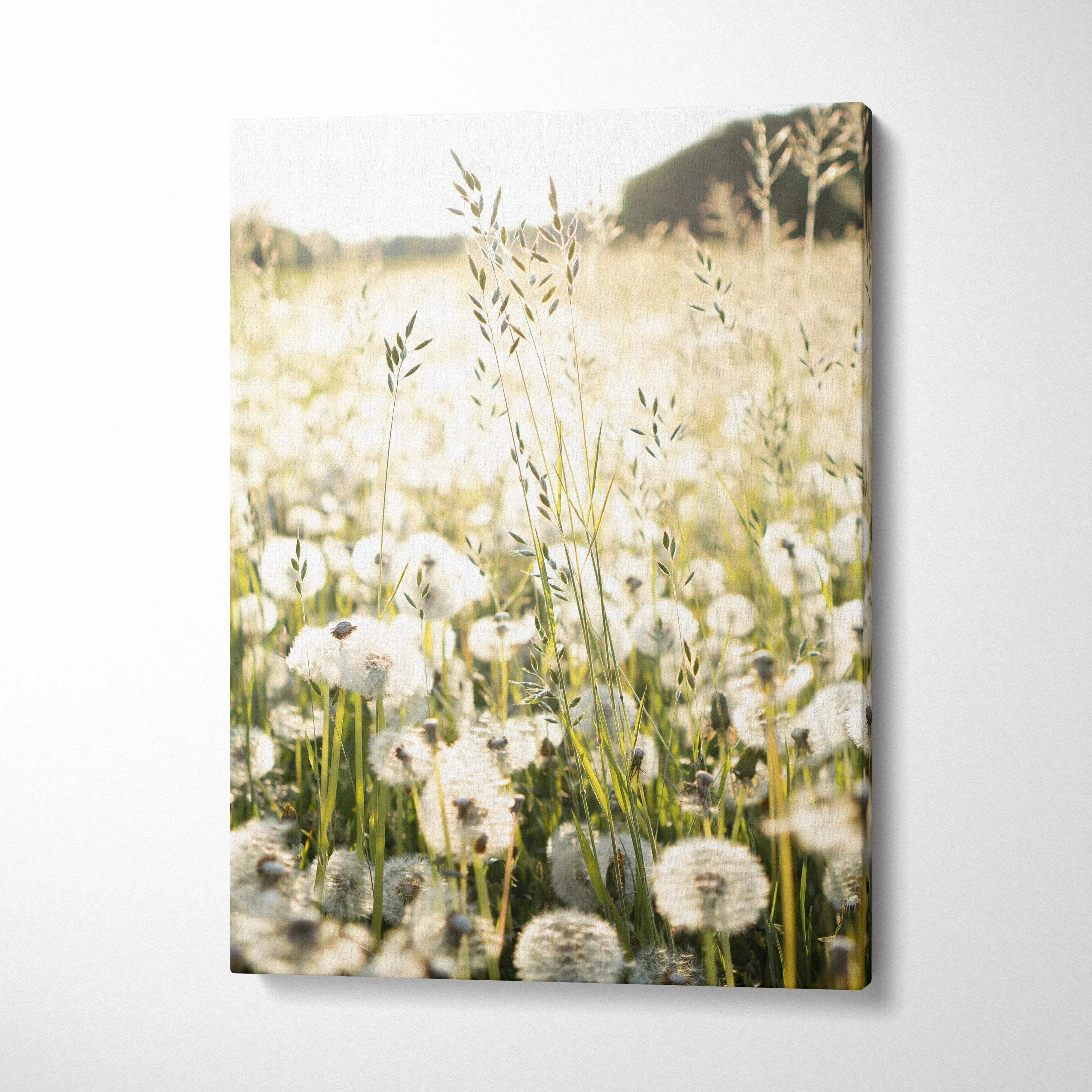 Floral canvas wall art featuring dandelions in soft sunlight with a warm, natural tone.