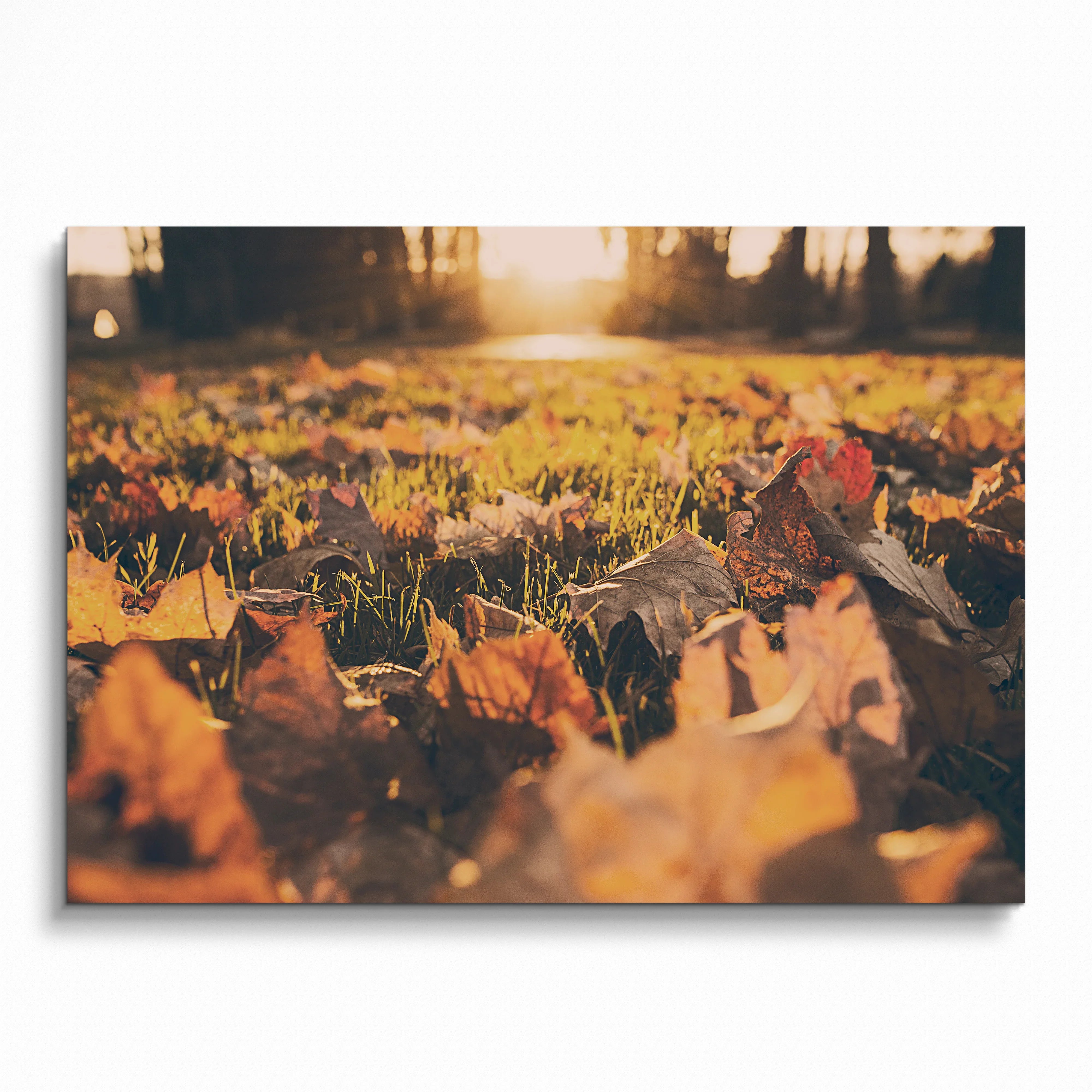 Autumn leaves close-up with warm sunlight glow nature art poster wall art.