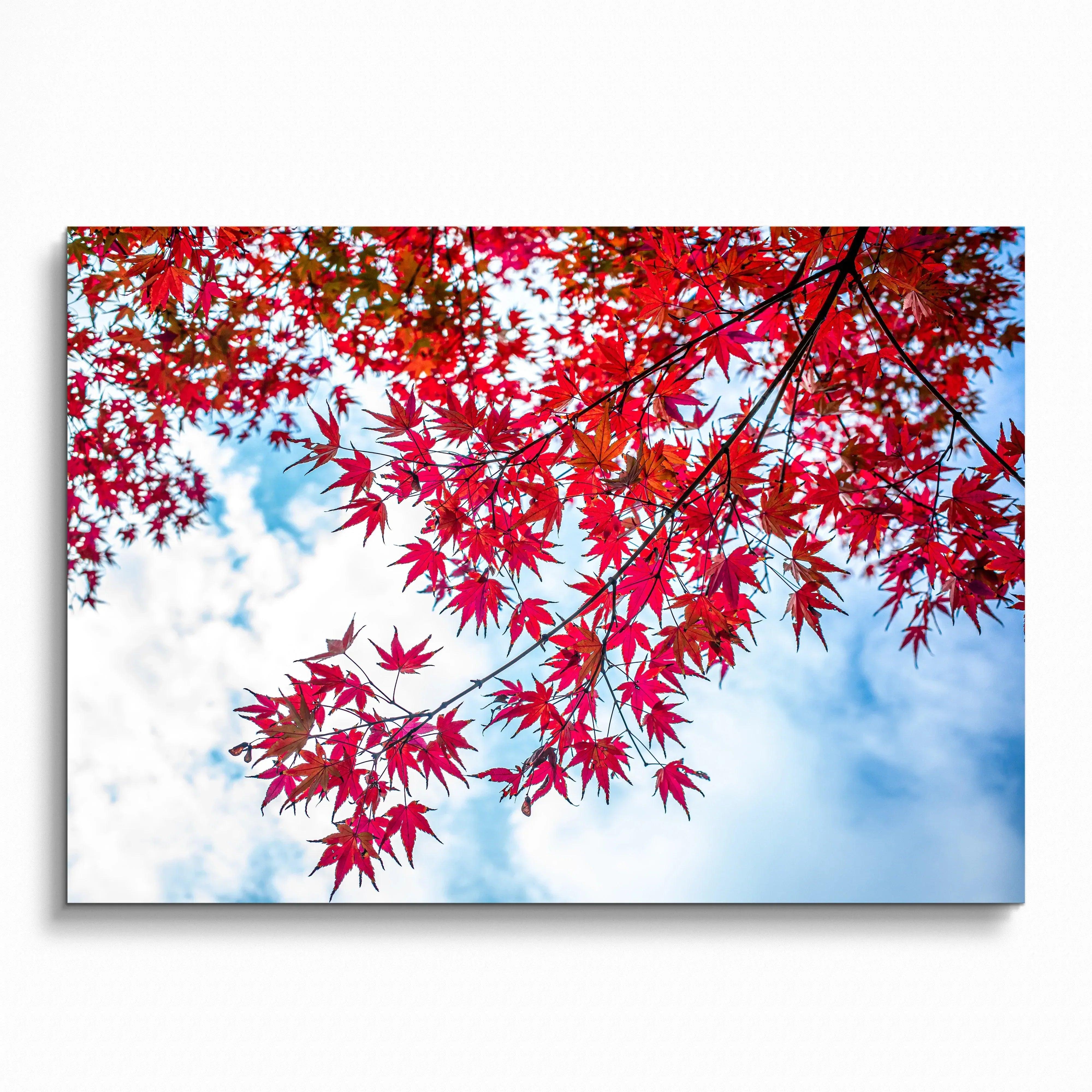 Vibrant autumn leaves in red hues against a blue sky, colorful nature poster wall art.