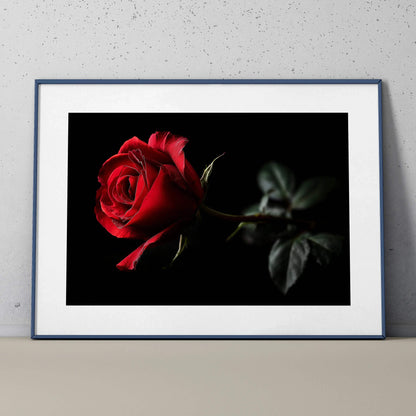 Framed vibrant red rose floral digital art print poster with dark background wall art.