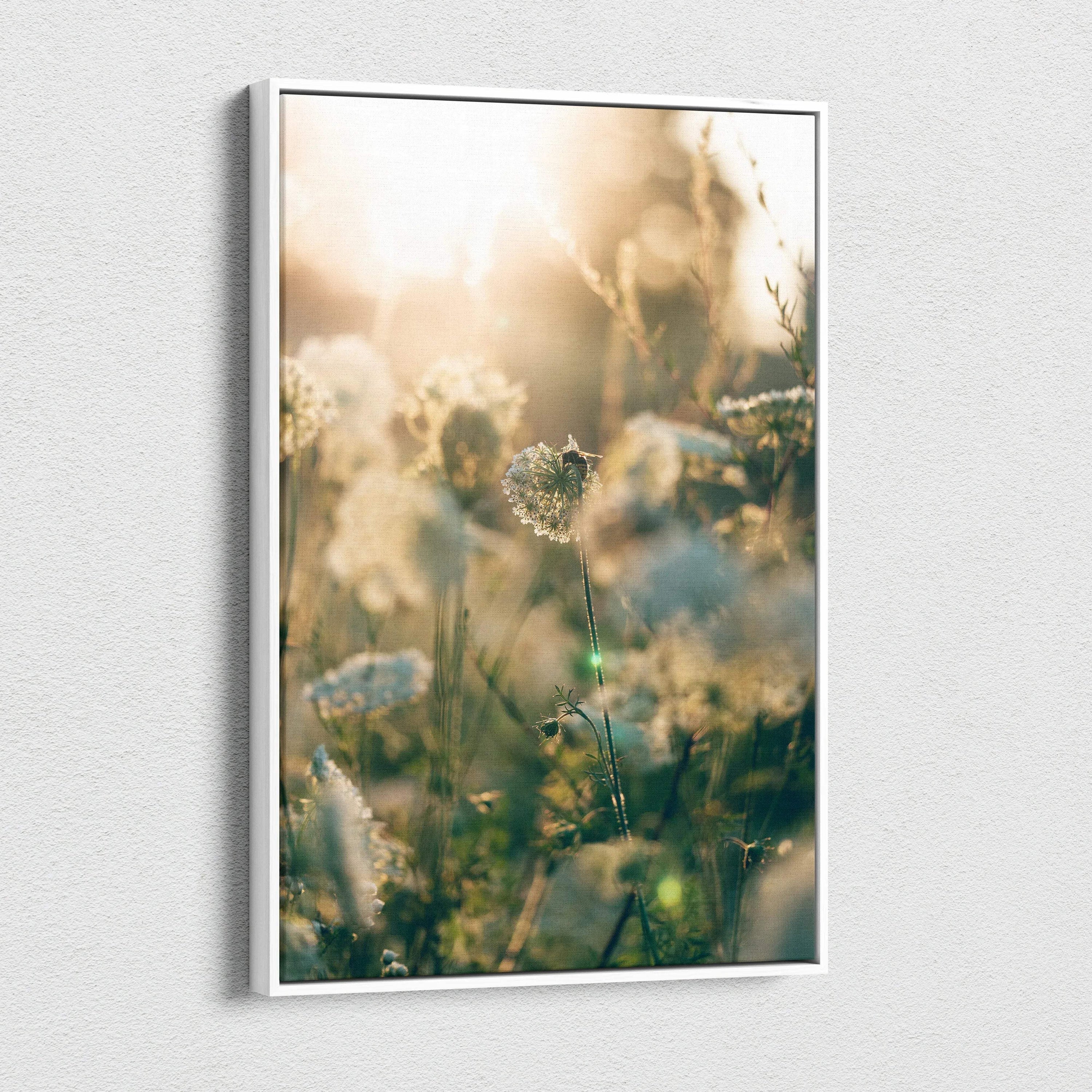 White-framed canvas print of dreamy sunlit dandelion seeds in golden glow