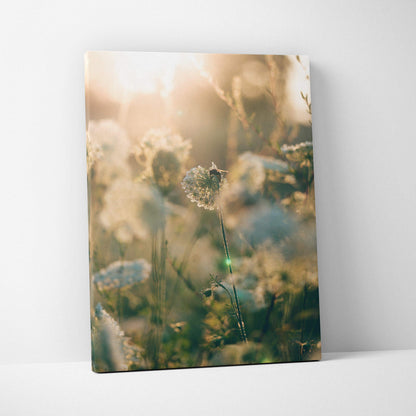 Canvas print of sunlit dandelion, bee on flower in dreamy meadow glow