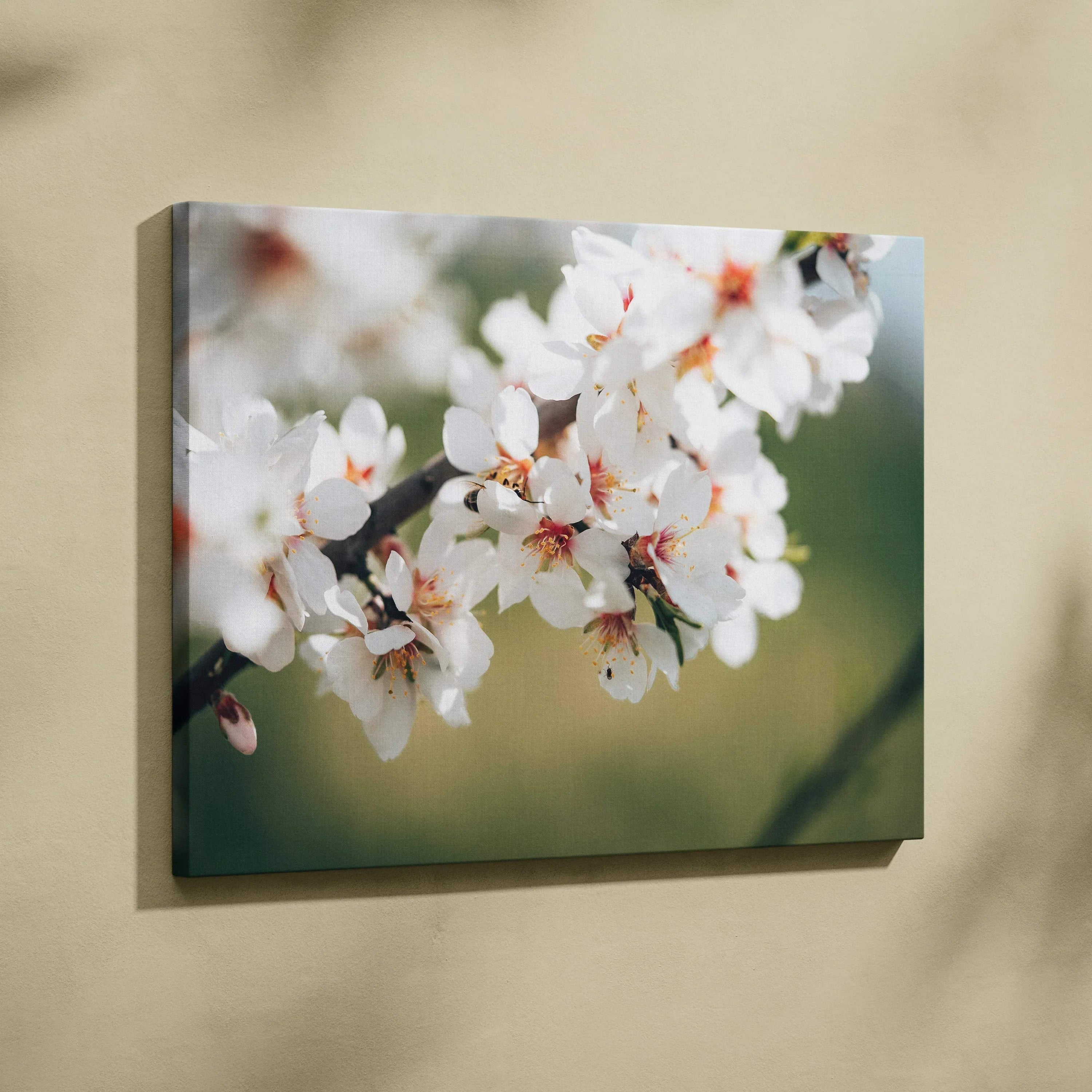 Soft focus almond blossom canvas wall art with white petals on green branch
