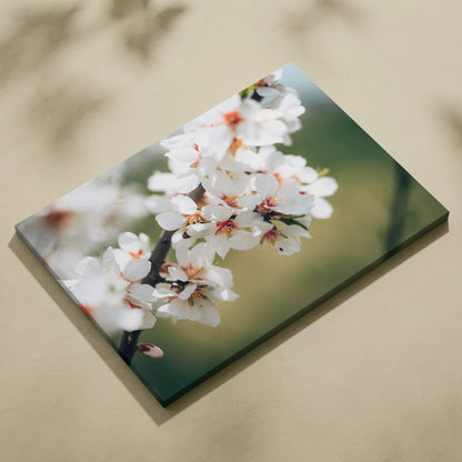 Soft focus almond blossom canvas print with white petals on green background