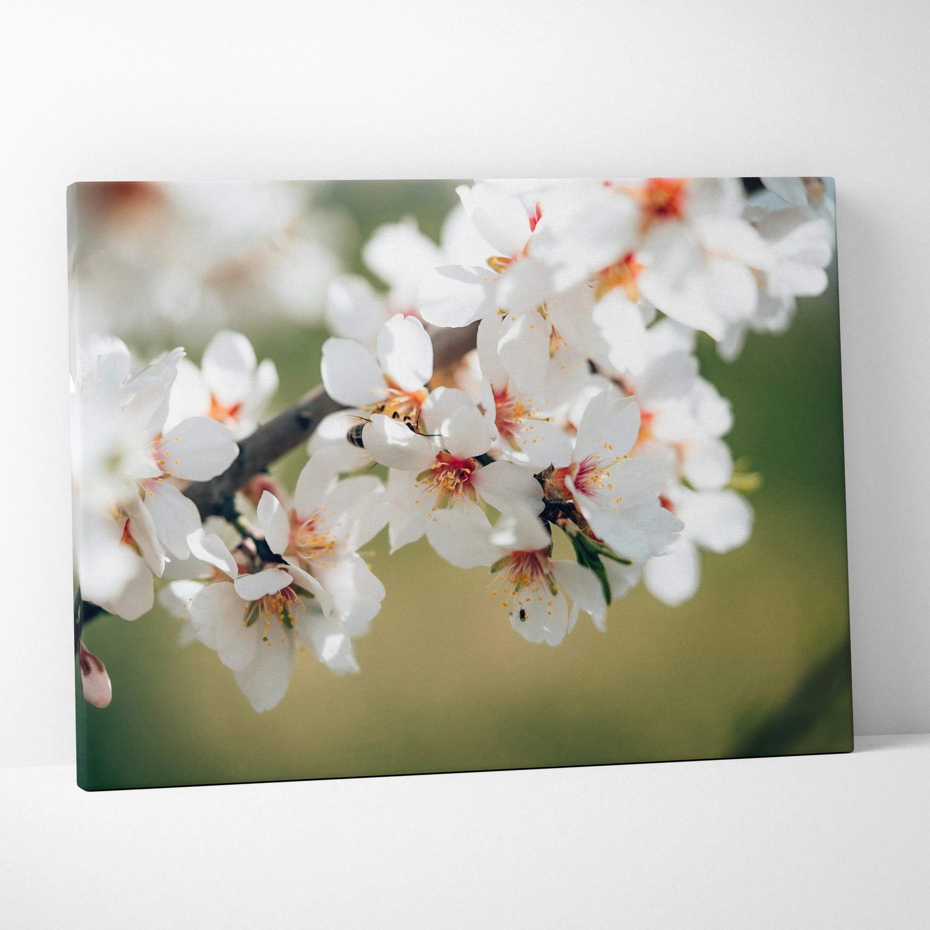 Soft focus white almond blossoms with pink yellow centers on green background canvas art