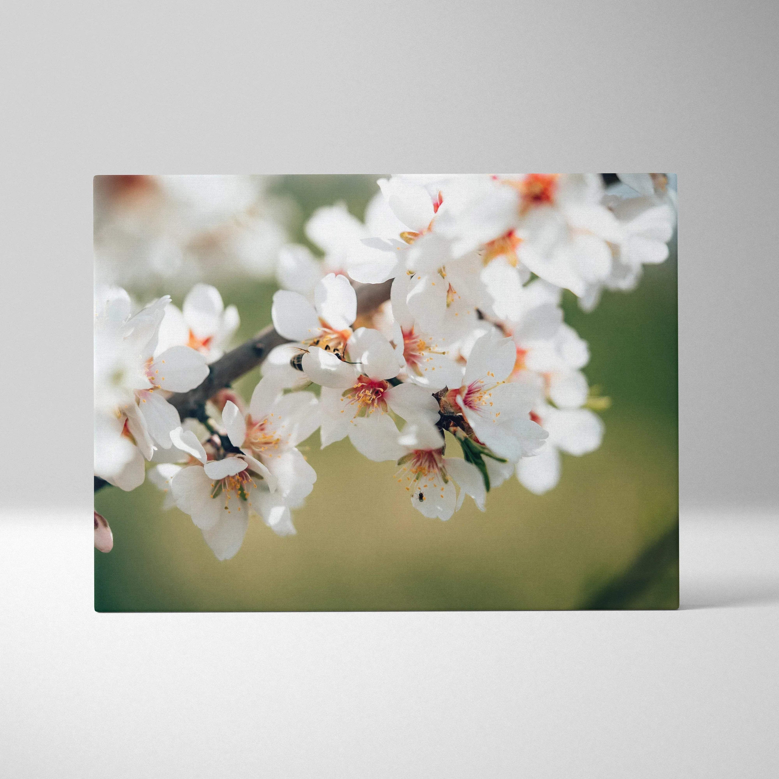 Canvas print of soft focus almond blossom with white petals on green background