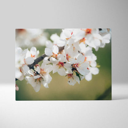 Canvas print of soft focus almond blossom with white petals on green background