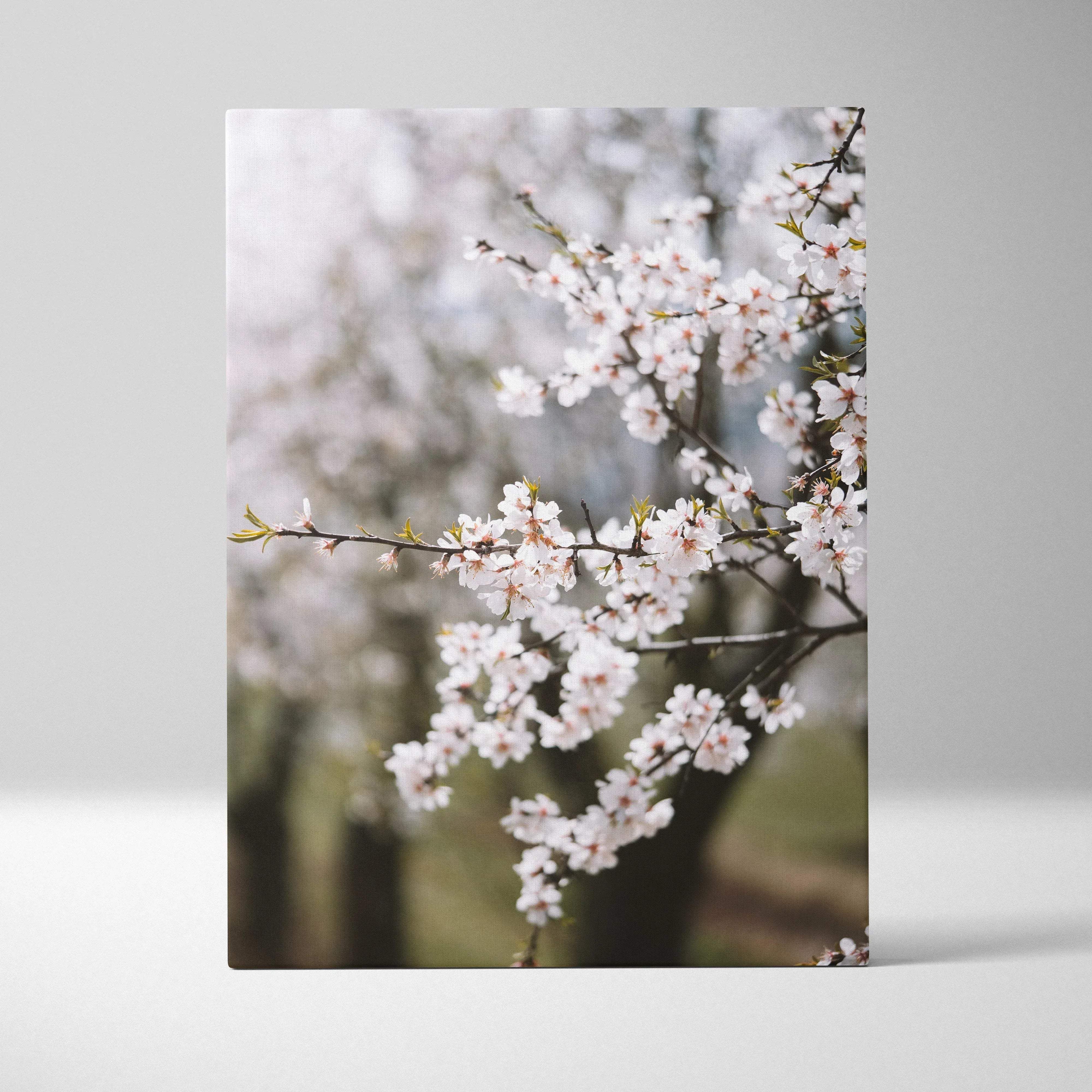 Canvas wall art of almond blossom branches in soft white pastel mood