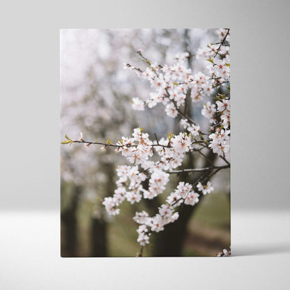 Canvas wall art of almond blossom branches in soft white pastel mood