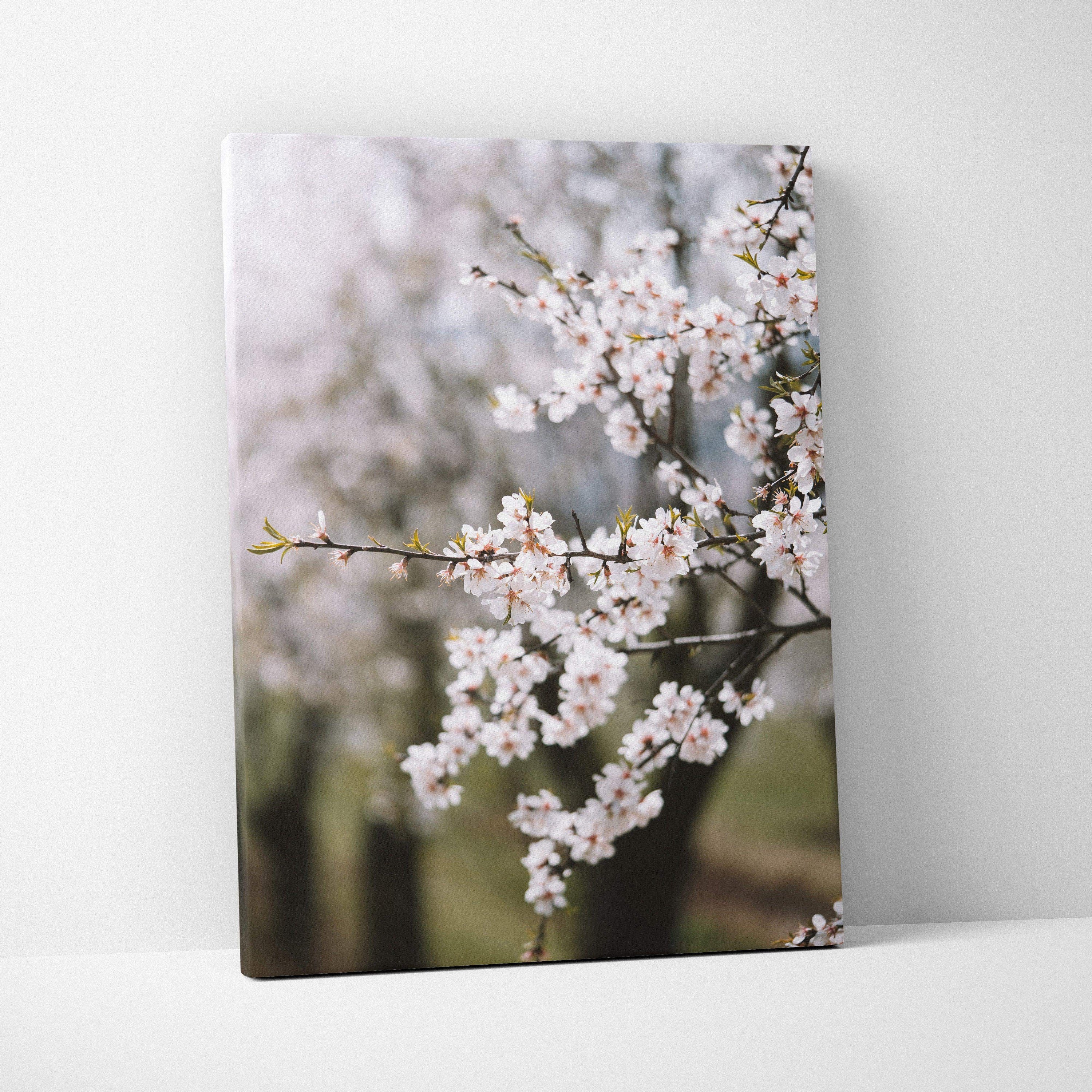 Canvas print of soft white almond blossom branches in pastel mood