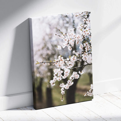 Framed canvas wall art of delicate white almond blossom branches on soft pastel background