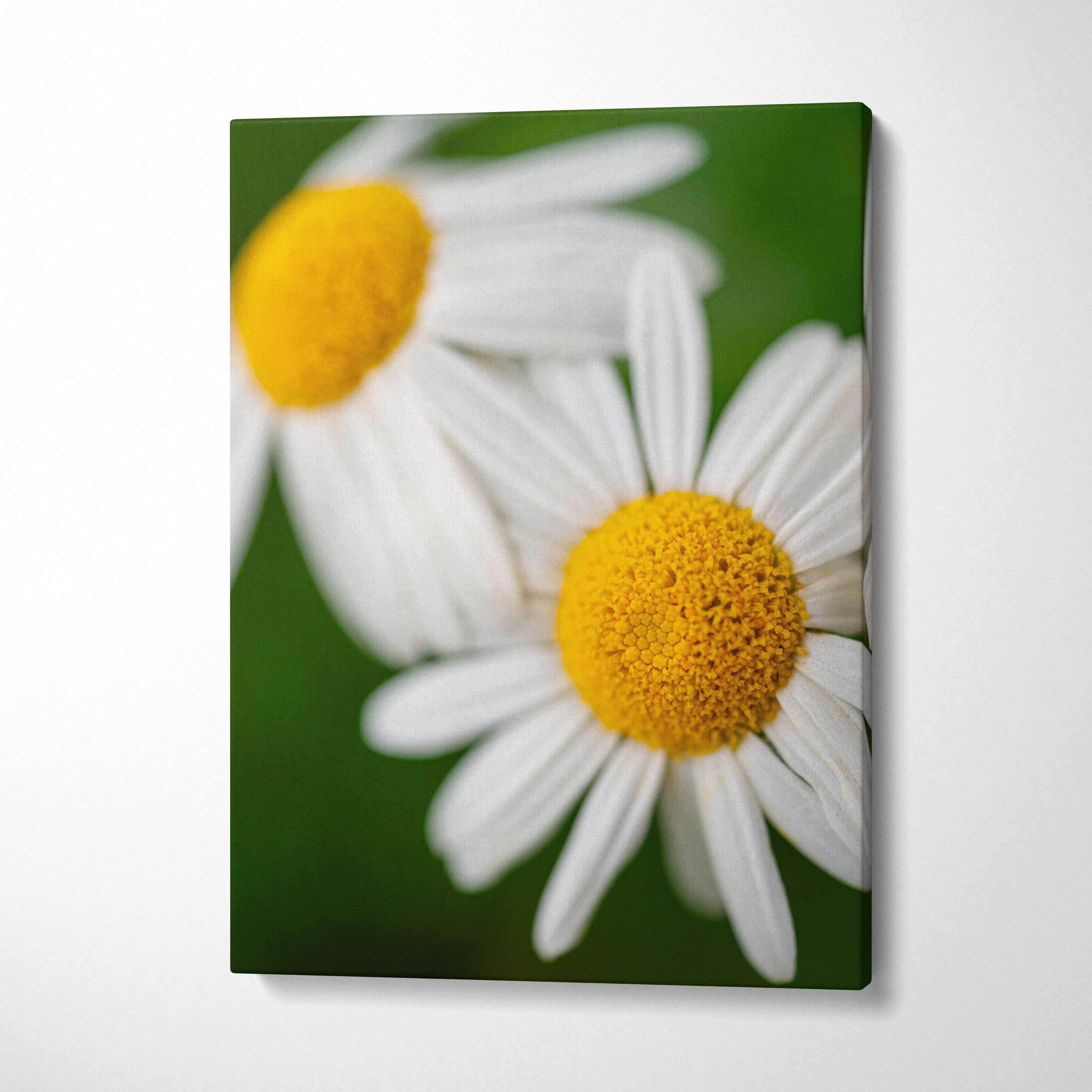 Close-up white daisy canvas print with vibrant yellow centers on green background