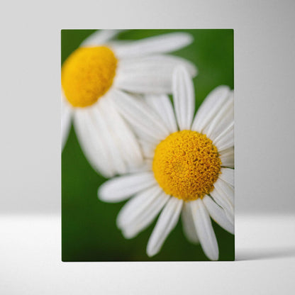 Close-up of two white daisies with yellow centers on green canvas wall art