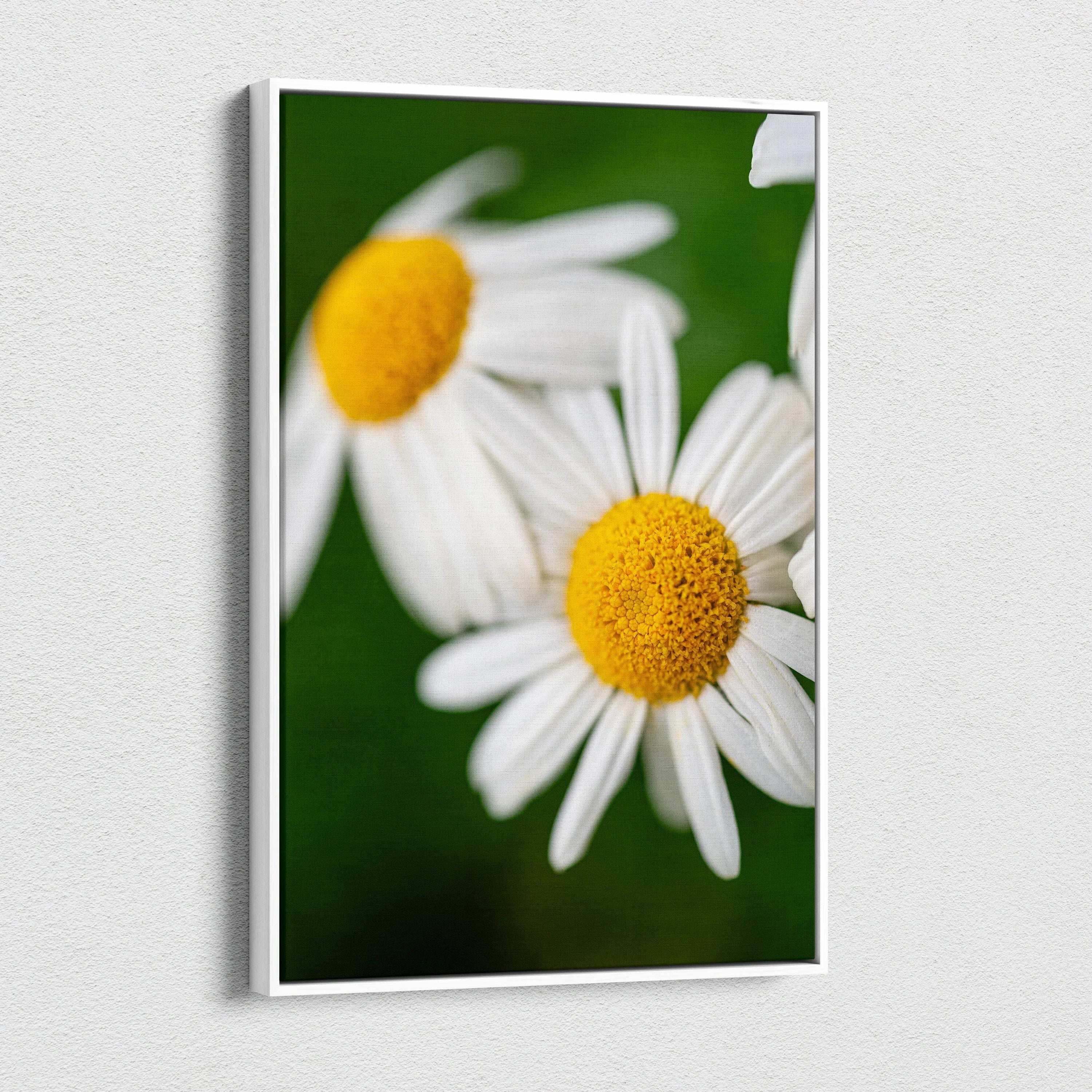 White-framed close-up daisy canvas print with vibrant yellow centers