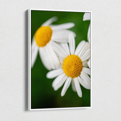 White-framed close-up daisy canvas print with vibrant yellow centers