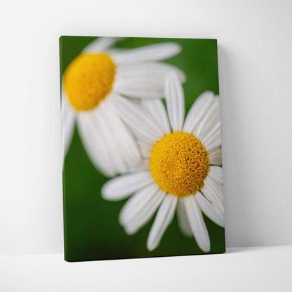 Close-up white daisy canvas print with vibrant yellow centers on green background