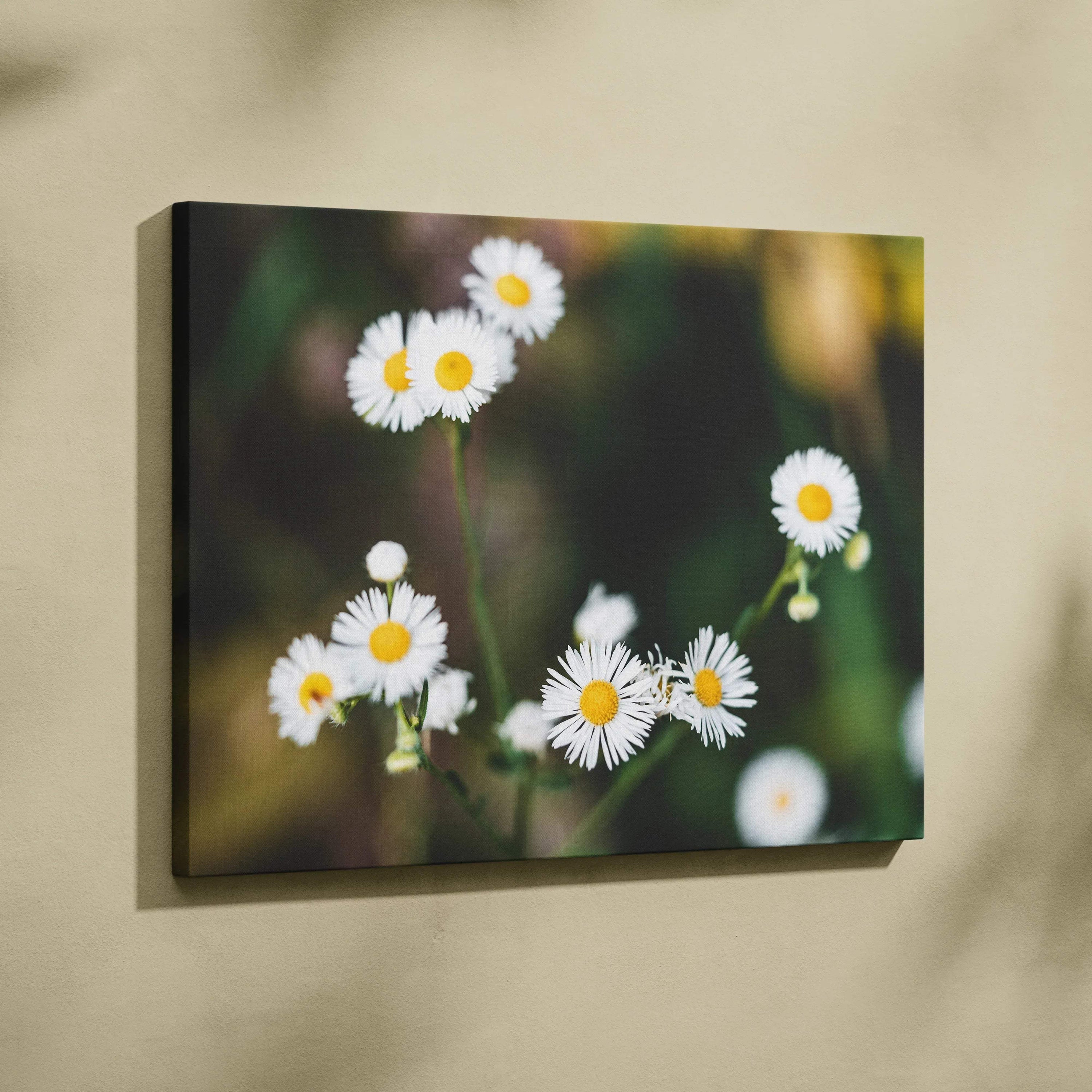 Framed canvas print of soft focus white daisies closeup on greenery