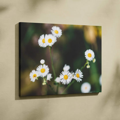 Framed canvas print of soft focus white daisies closeup on greenery