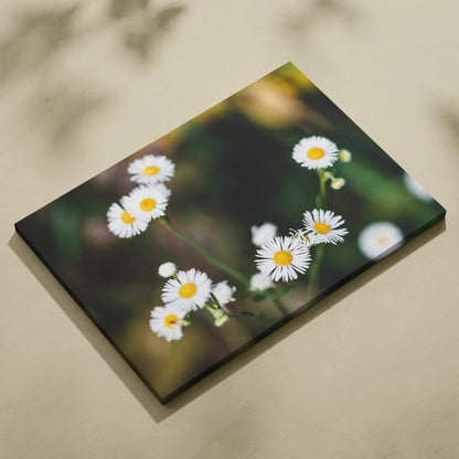 Canvas wall art of soft focus white daisies closeup on green background