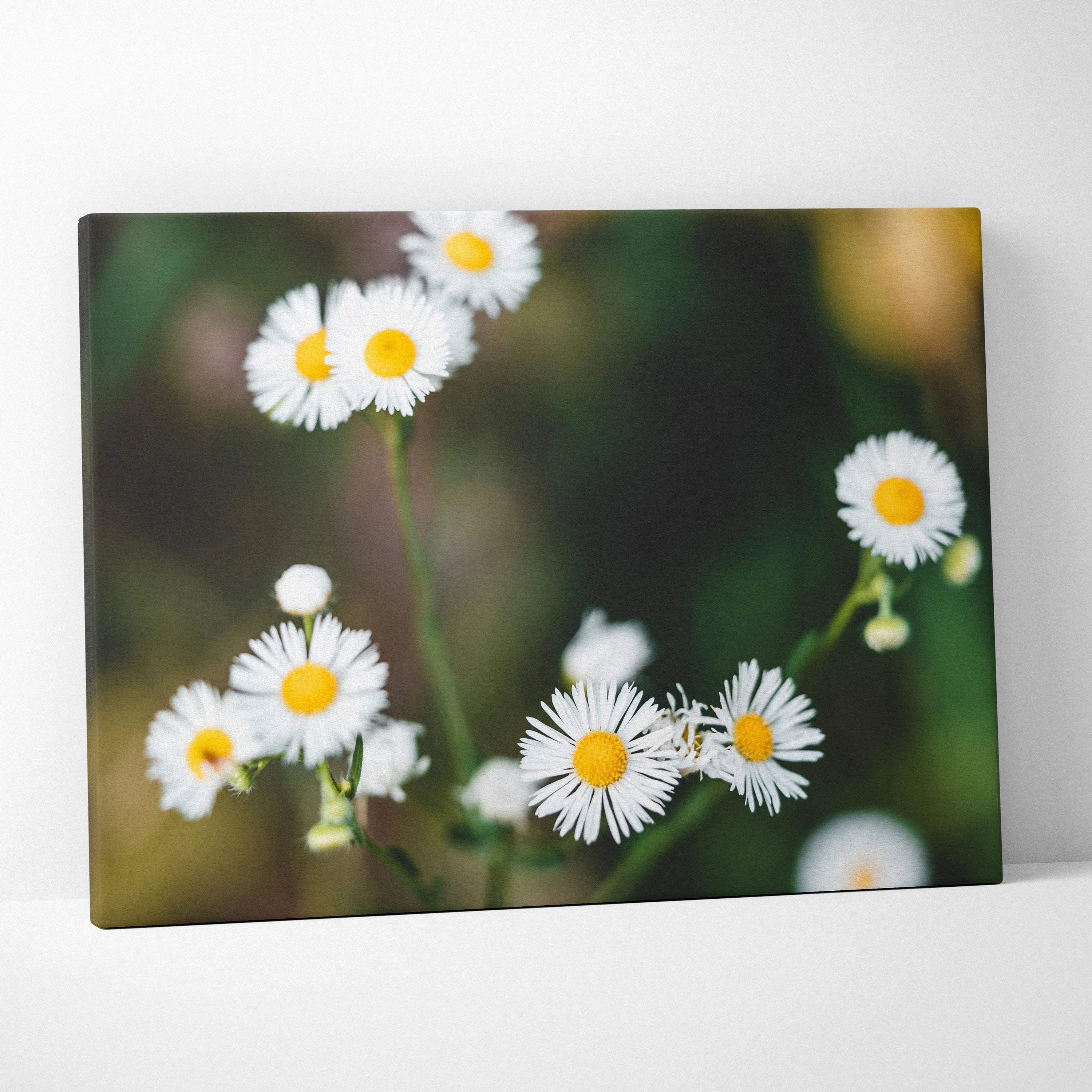 White daisy canvas print with vibrant yellow centers and soft focus greenery