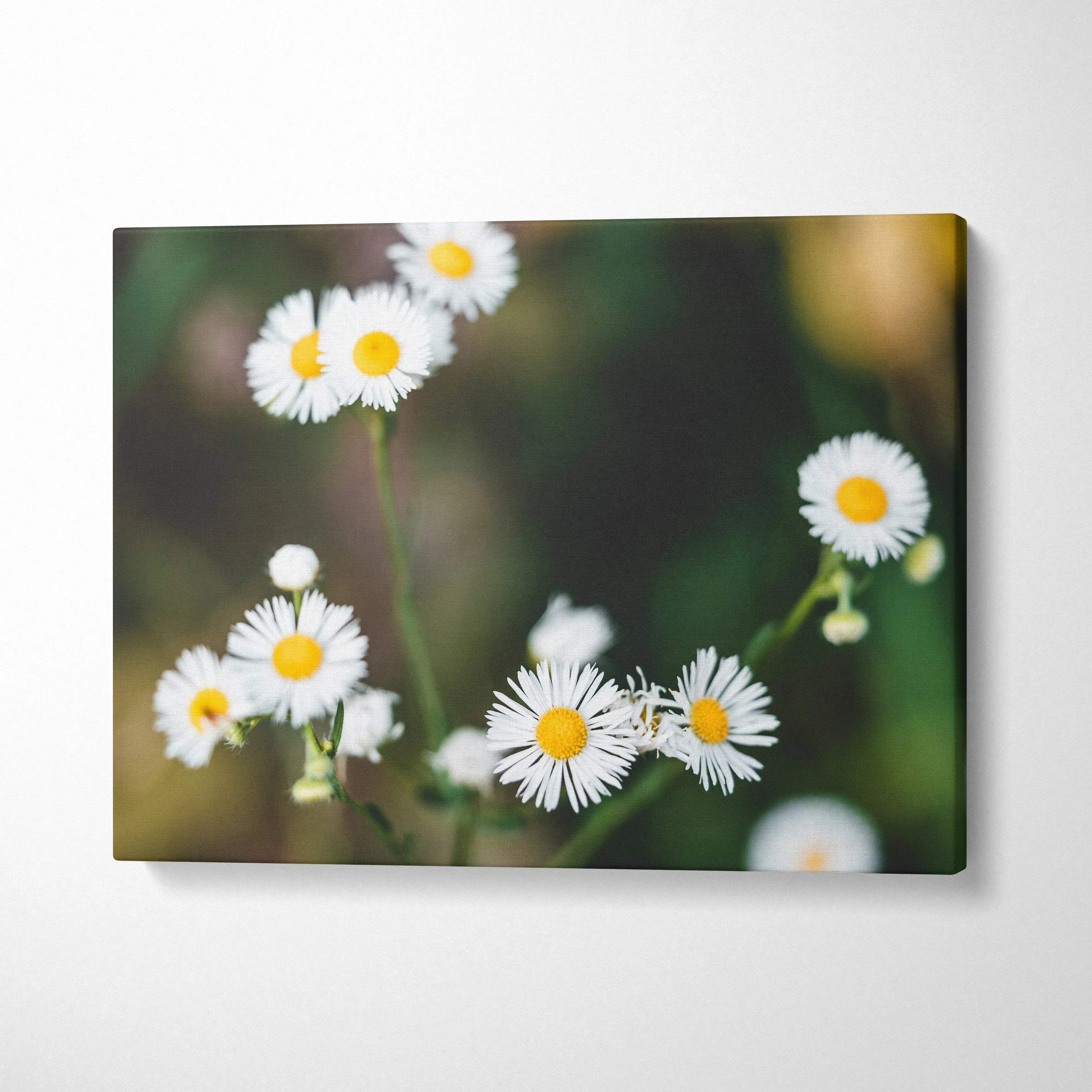 Canvas wall art of soft-focus white daisies with yellow centers