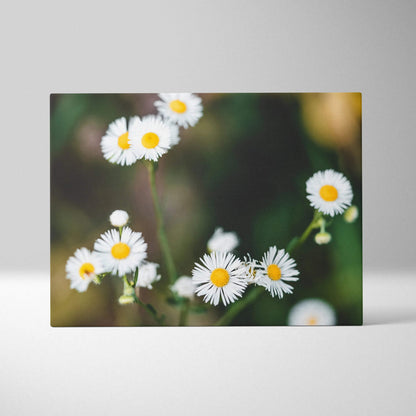 Canvas wall art of soft focus white daisies closeup on green background