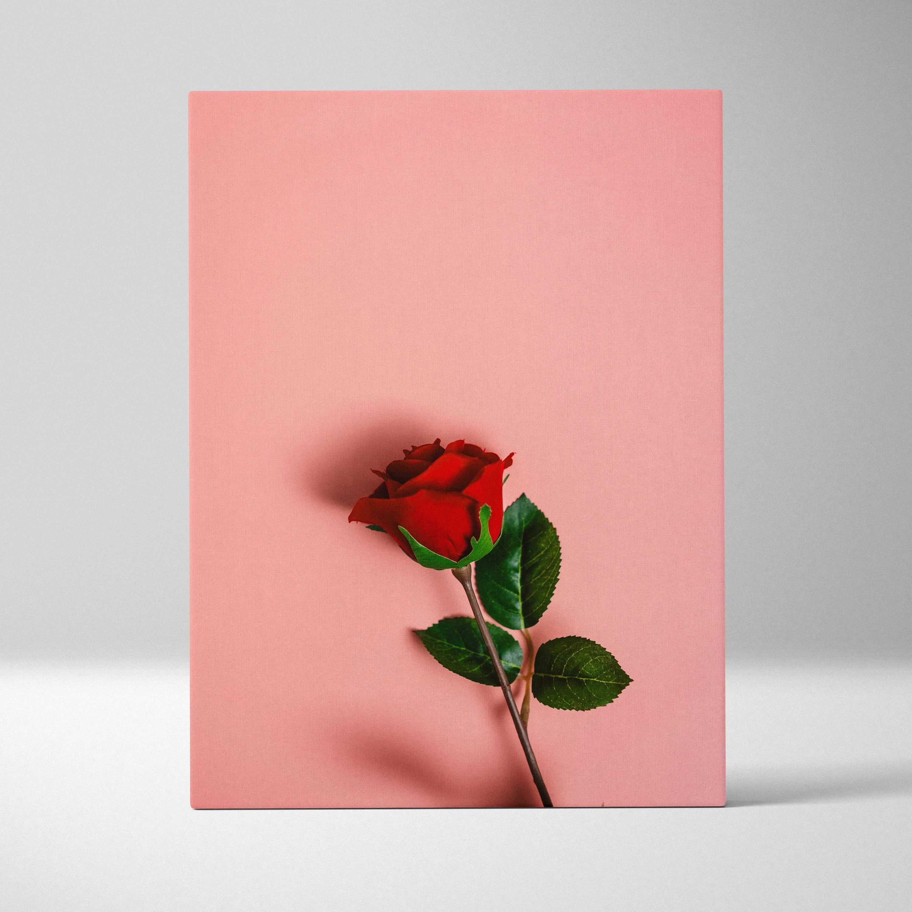 Vibrant red rose canvas wall art on pastel pink background