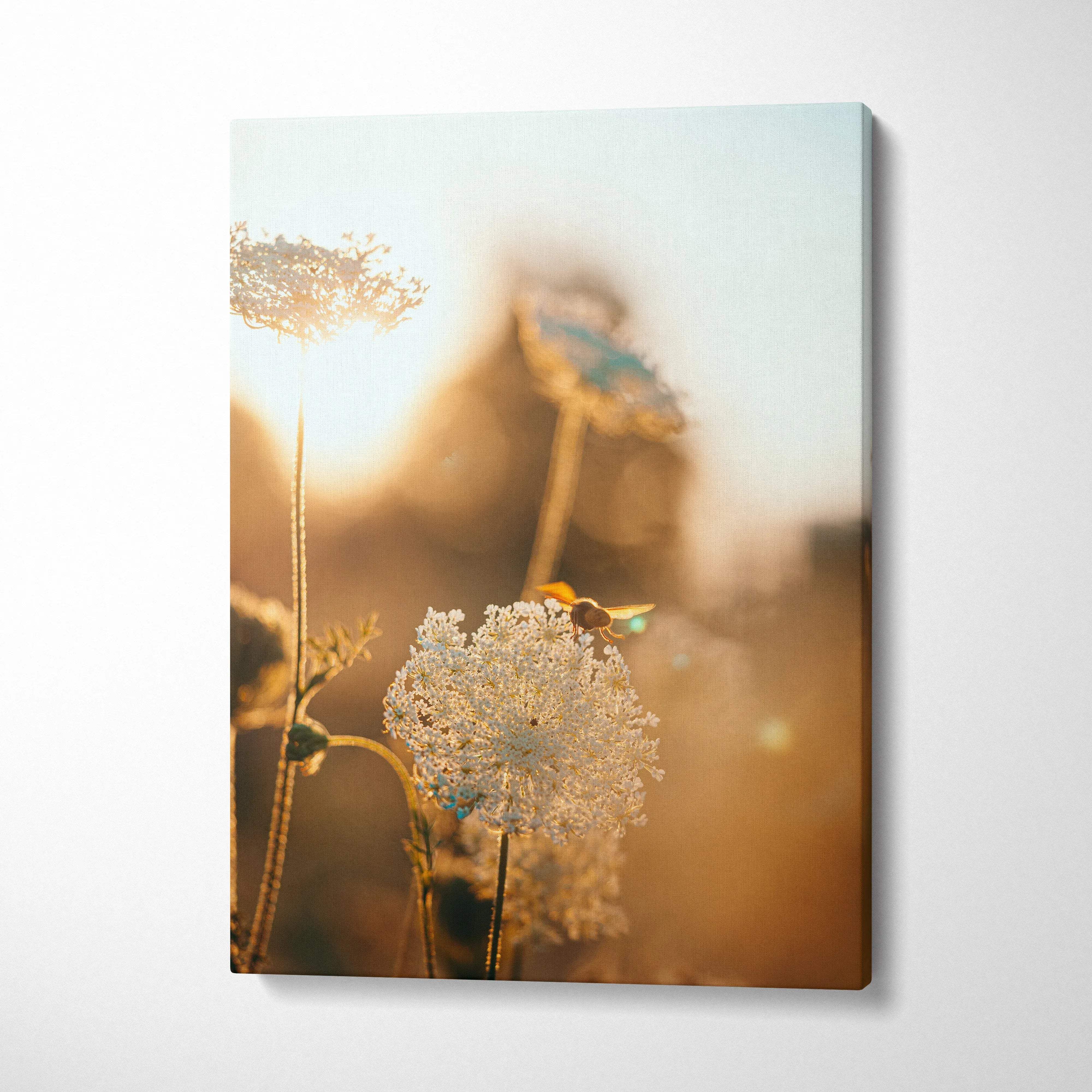 Framed canvas print of bee on Queen Annes lace in golden hour glow