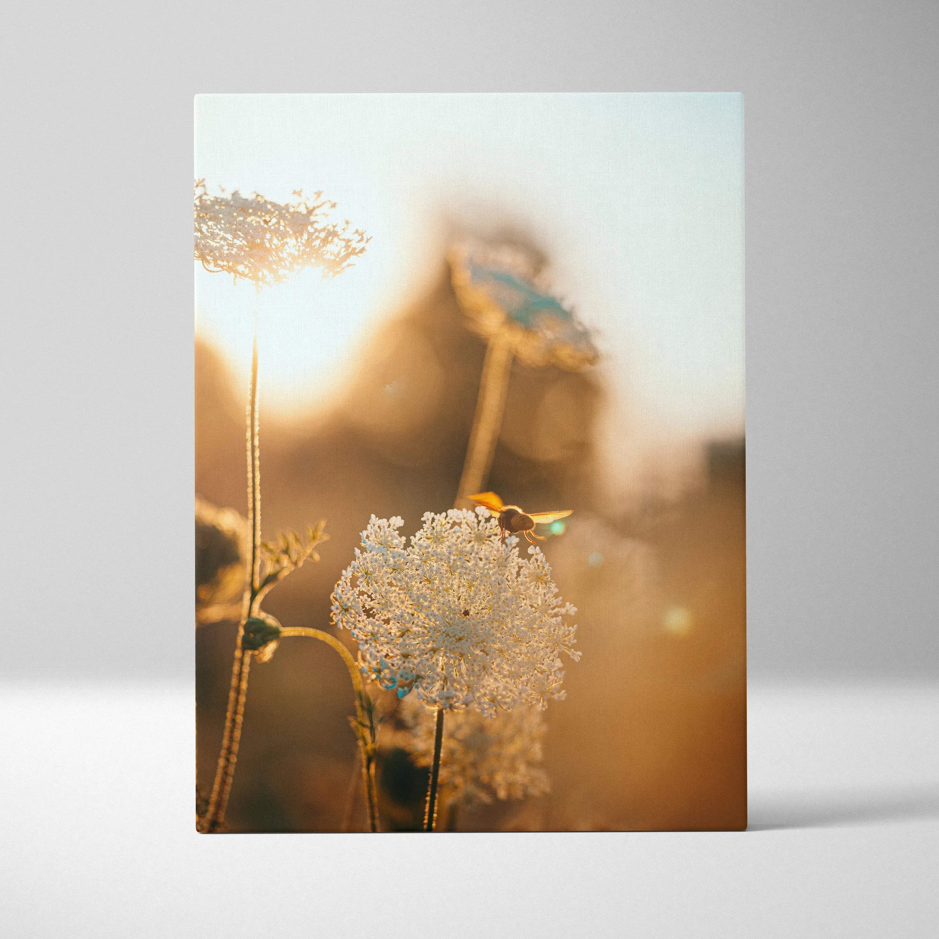 Delicate white Queen Annes Lace with bee in golden hour glow canvas art