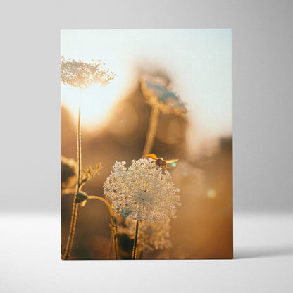 Delicate white Queen Annes Lace with bee in golden hour glow canvas art