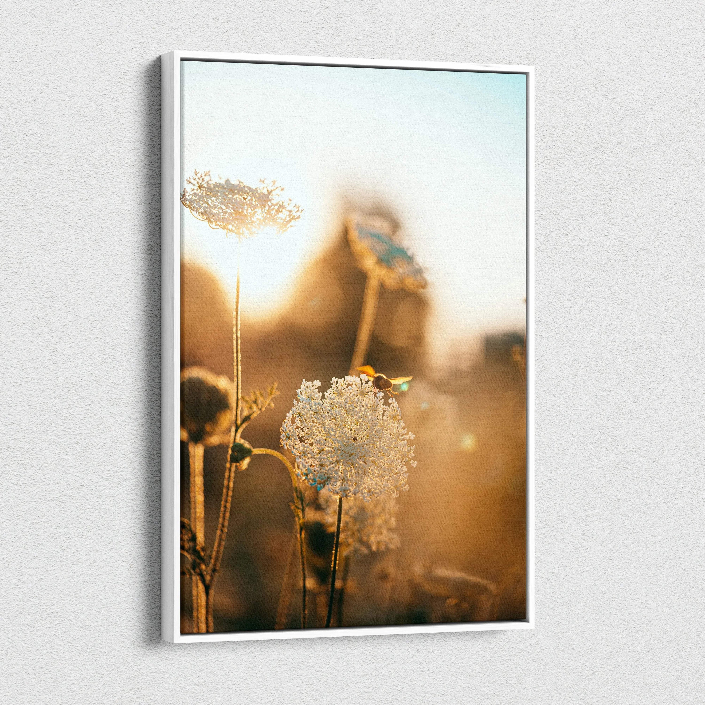 Framed canvas art of bee on white Queen Annes lace in golden hour glow