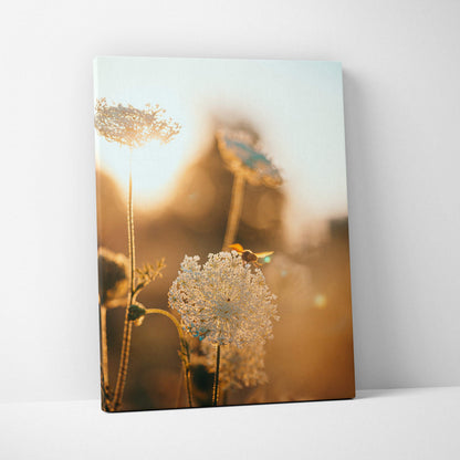 Canvas print of bee on Queen Annes Lace in golden hour glow