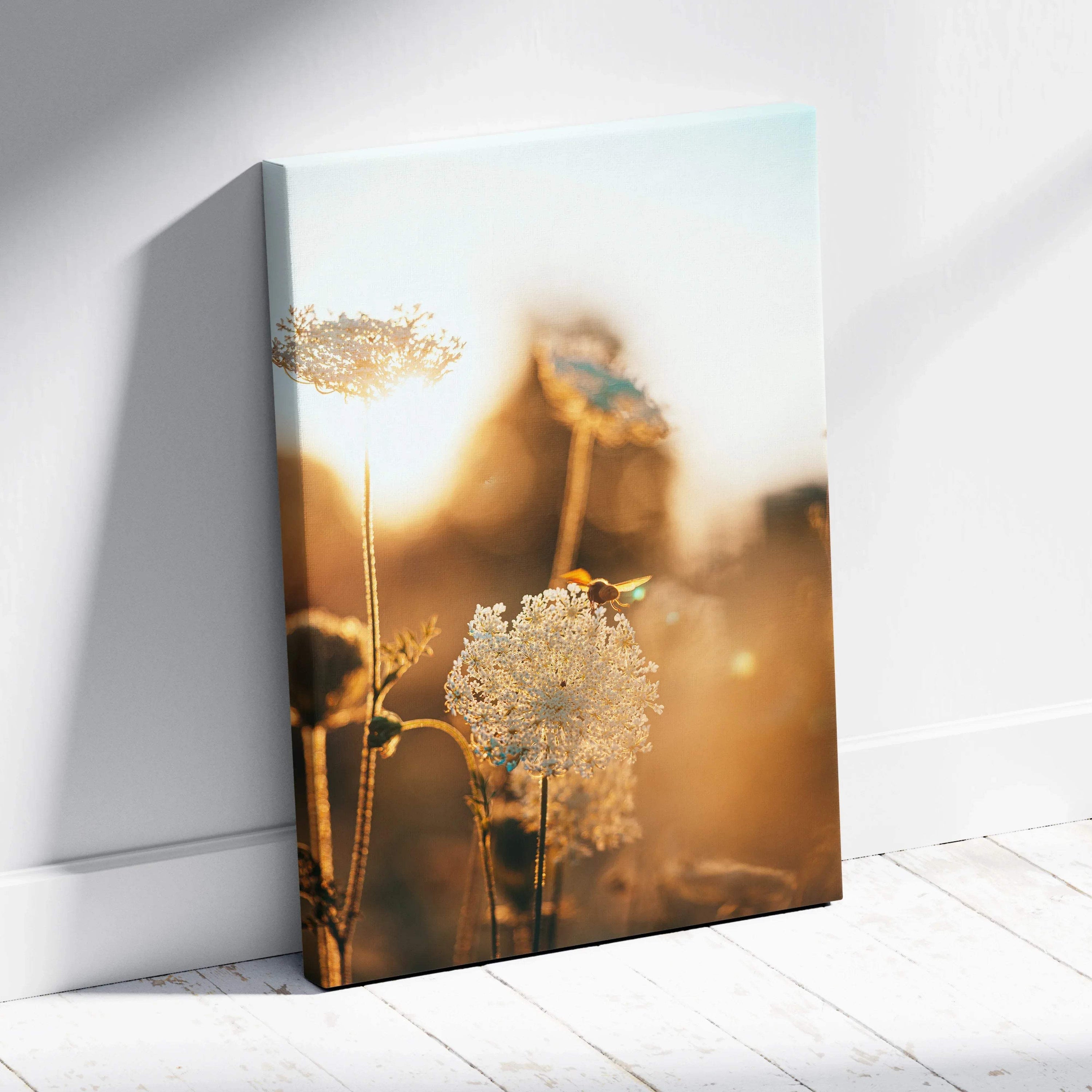 Canvas print of Queen Annes lace flowers in golden hour glow