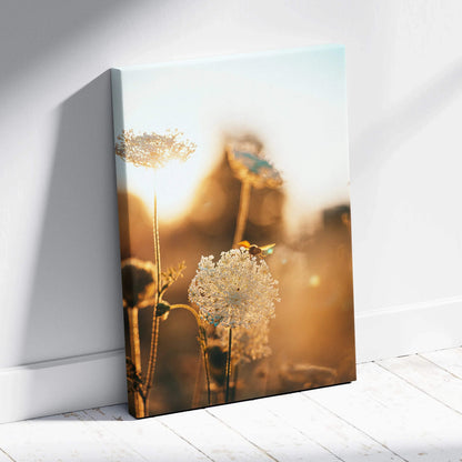 Canvas print of Queen Annes lace flowers in golden hour glow