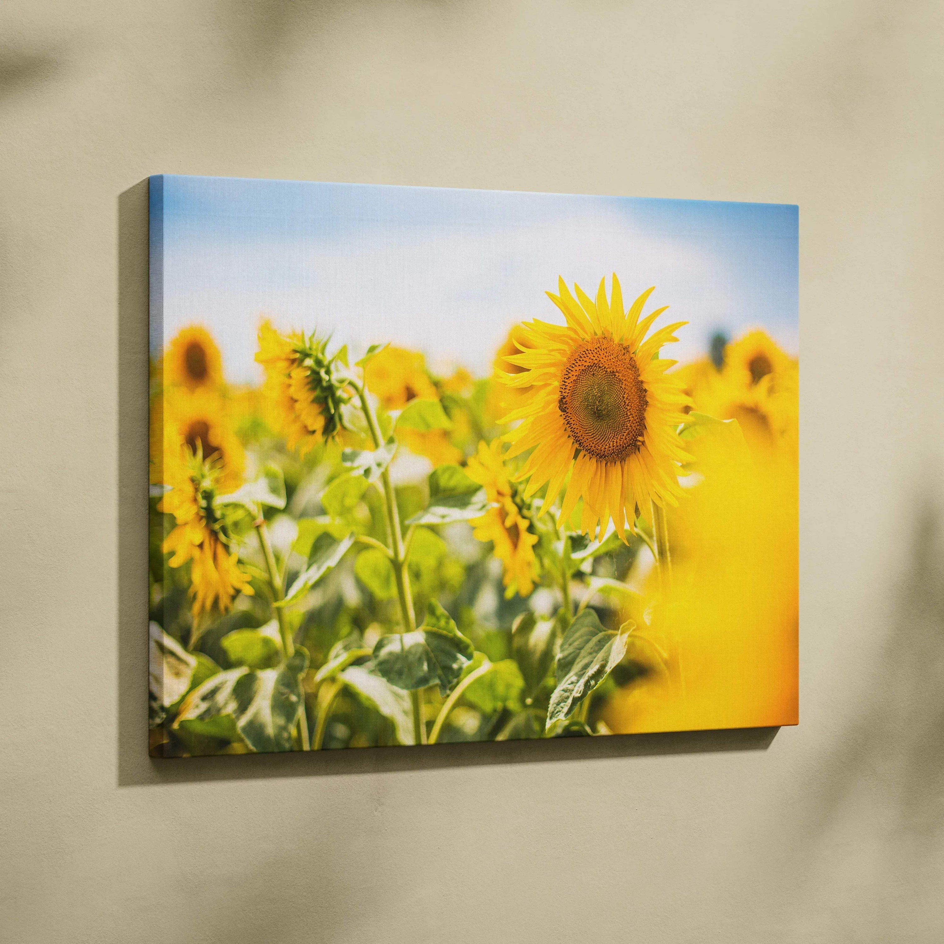 Vibrant yellow sunflower field on stretched canvas wall art print