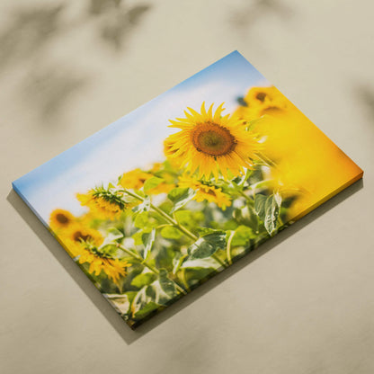Vibrant yellow sunflower field in bloom canvas wall art print
