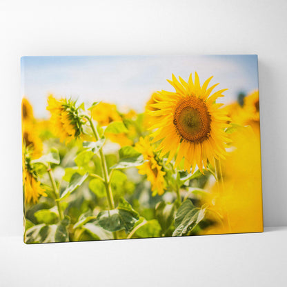 Vibrant yellow sunflower field canvas print with detailed brown center