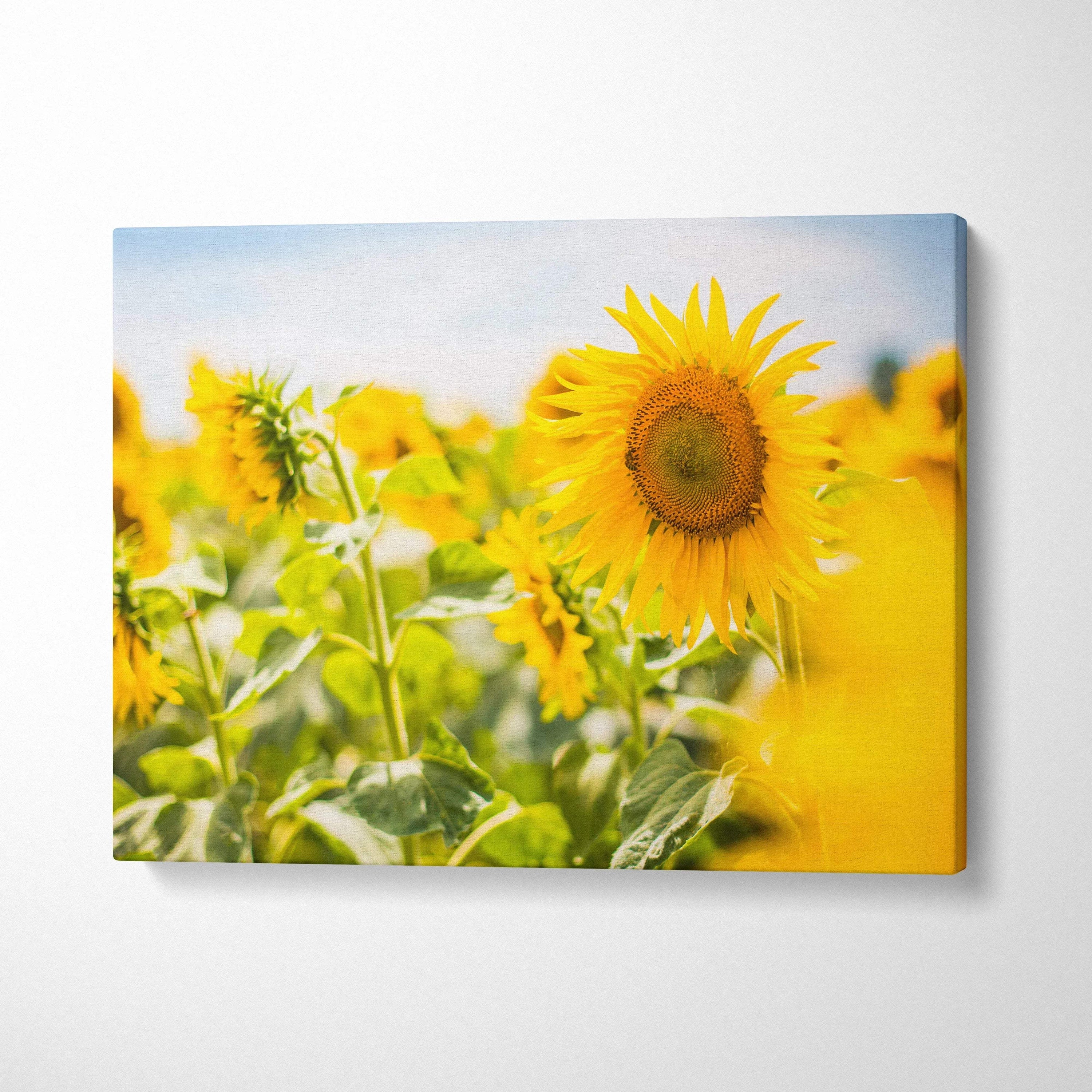 Vibrant yellow sunflower field canvas print with detailed center and soft-focus blooms