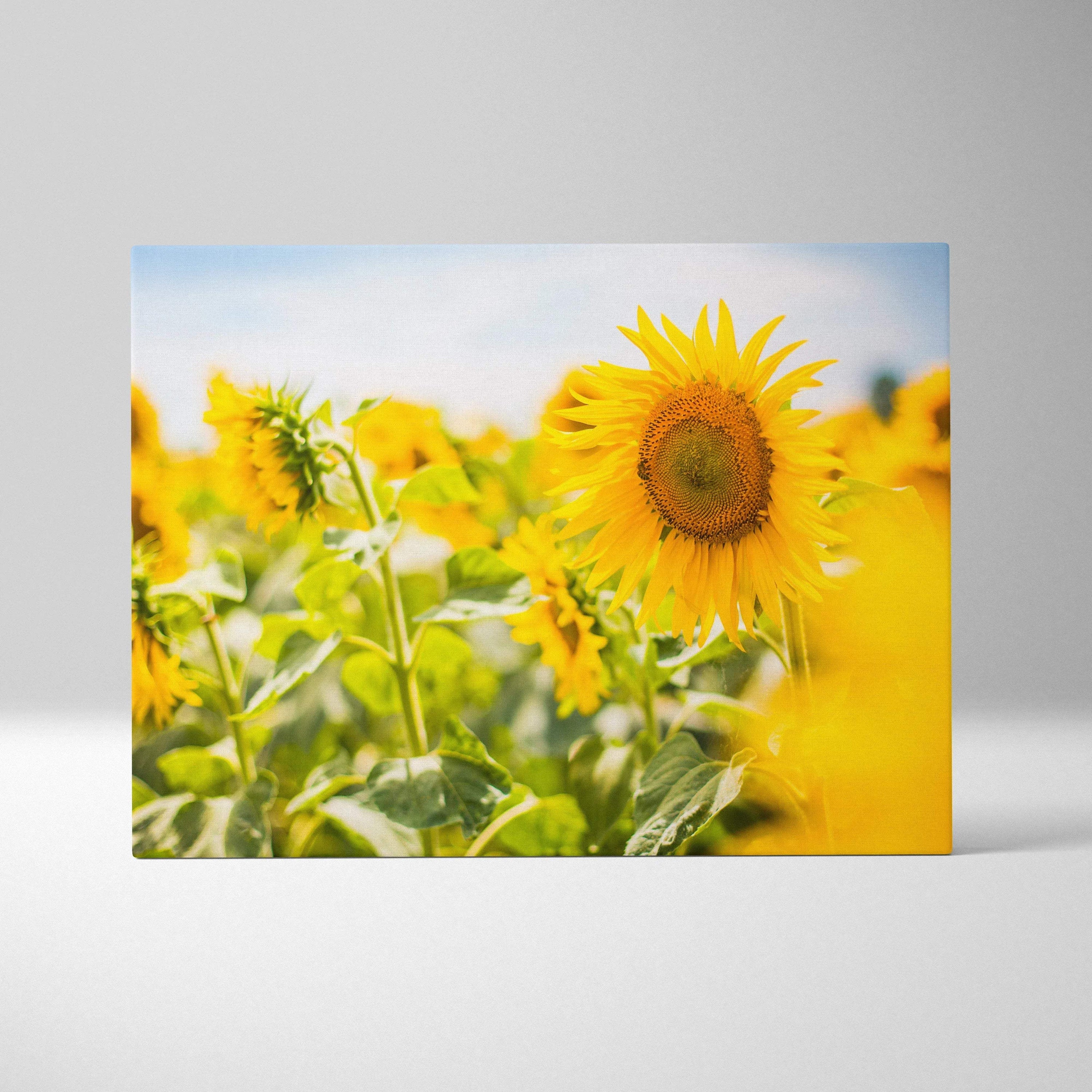 Vibrant yellow sunflower with brown center on Bright Sunflower Field canvas print